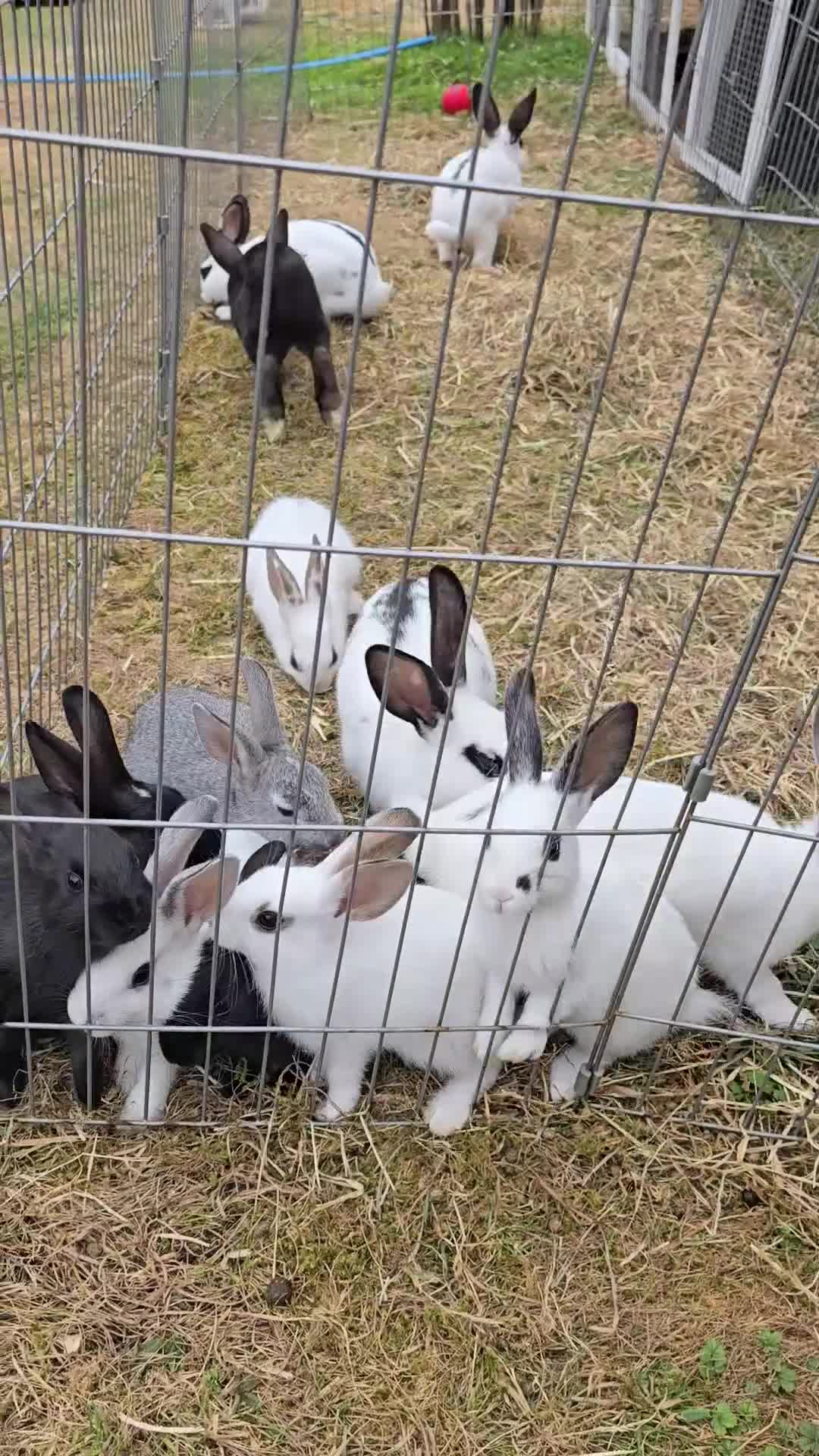 Chinchilla rabbits for sale: No more; it's finished  in Luton - Video 1