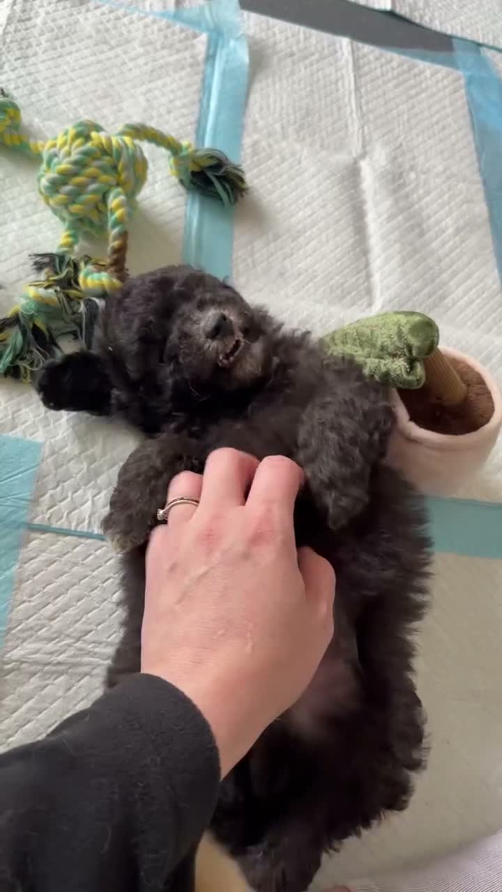 Poochon dogs for sale: Outstanding F1 health tested puppies - Video 2