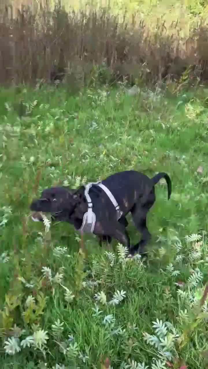 American Bulldog dogs for sale: American bull dog  in Burton-on-Trent - Video 3