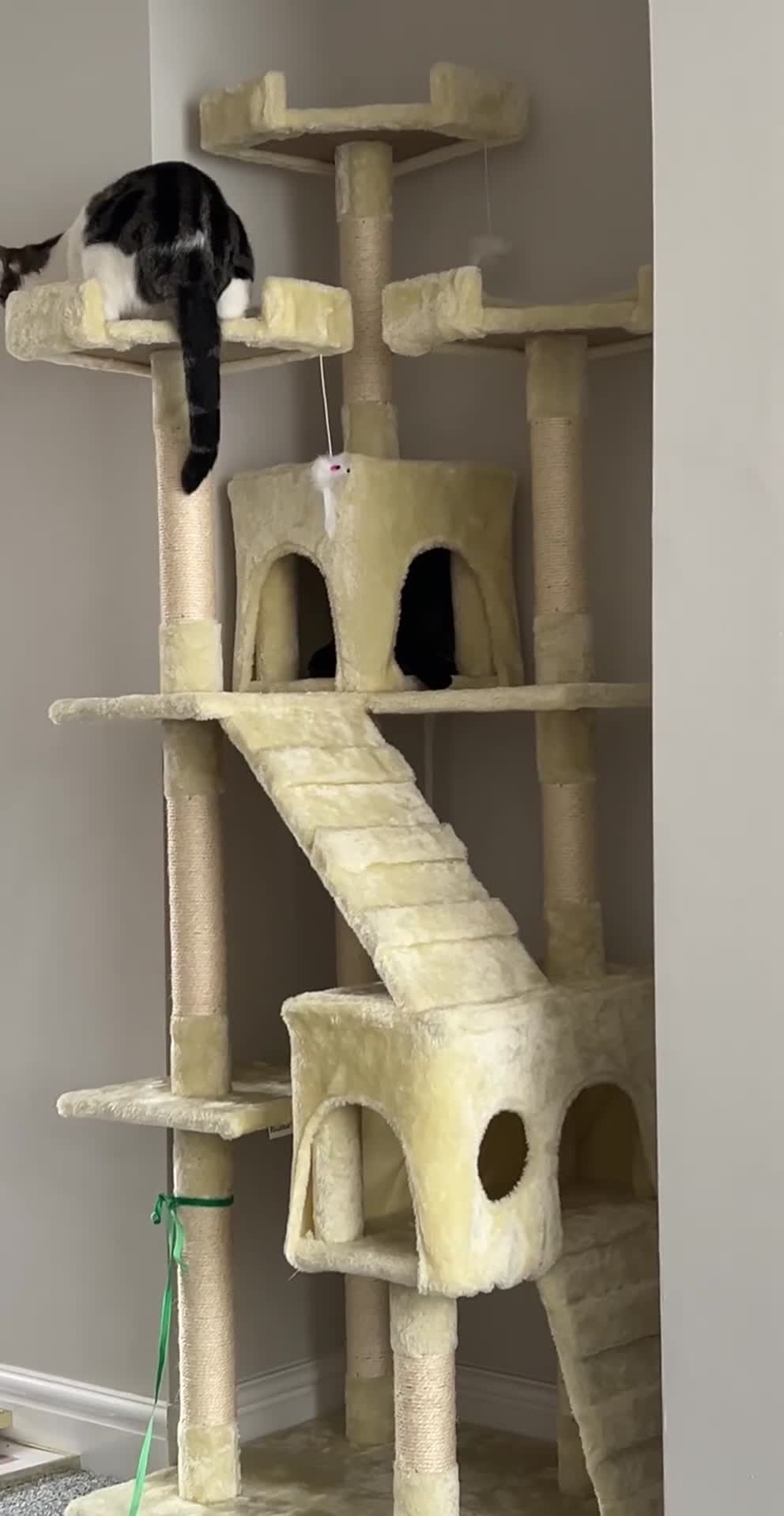 Domestic Shorthair cats for sale: Two beautiful cats looking for a new loving home. - Video 1