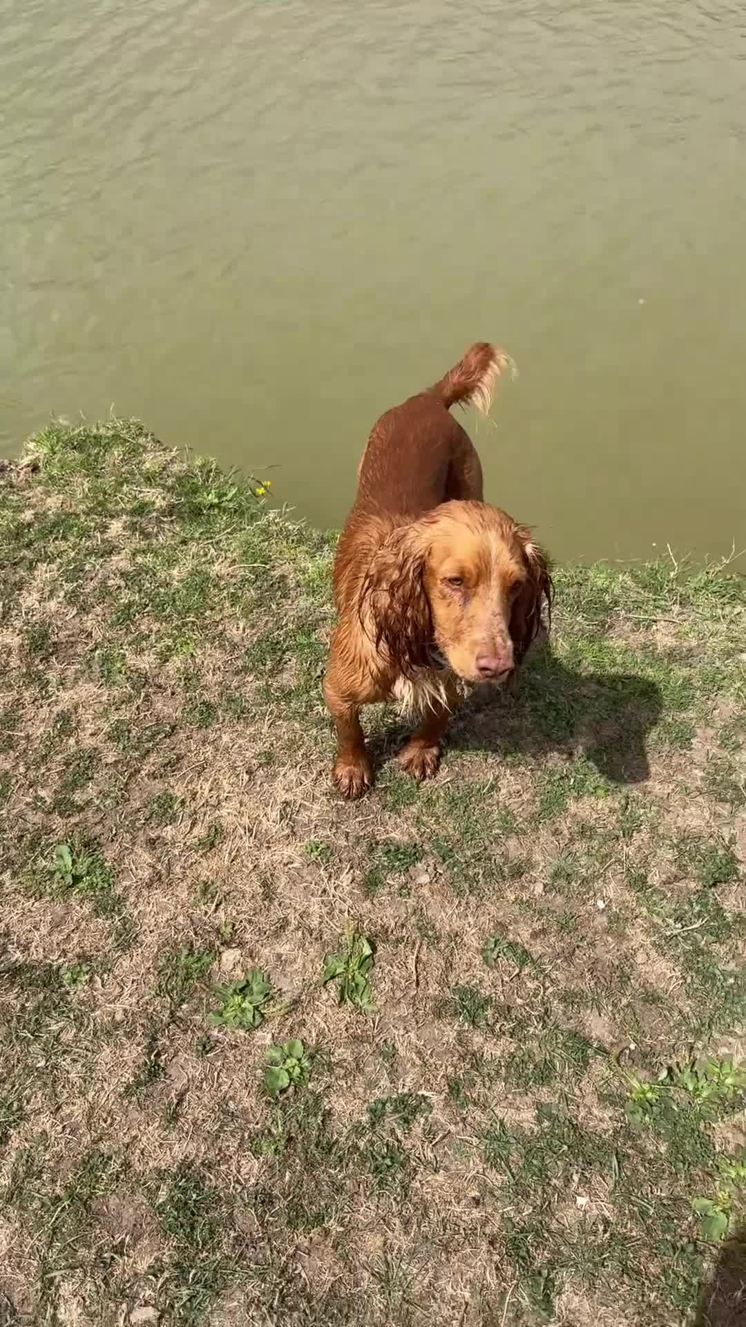 Sprocker dogs for sale: Sprocker Pups - Video 1