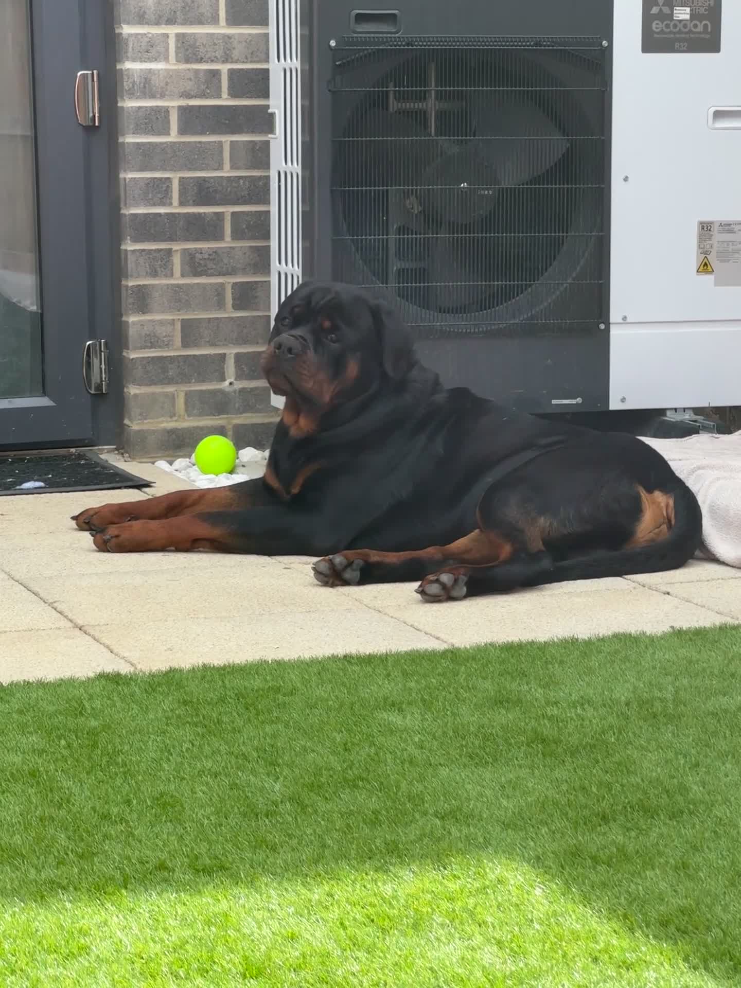 Rottweiler dogs for stud: Stunning Rottweiler for stud.  - Video 1