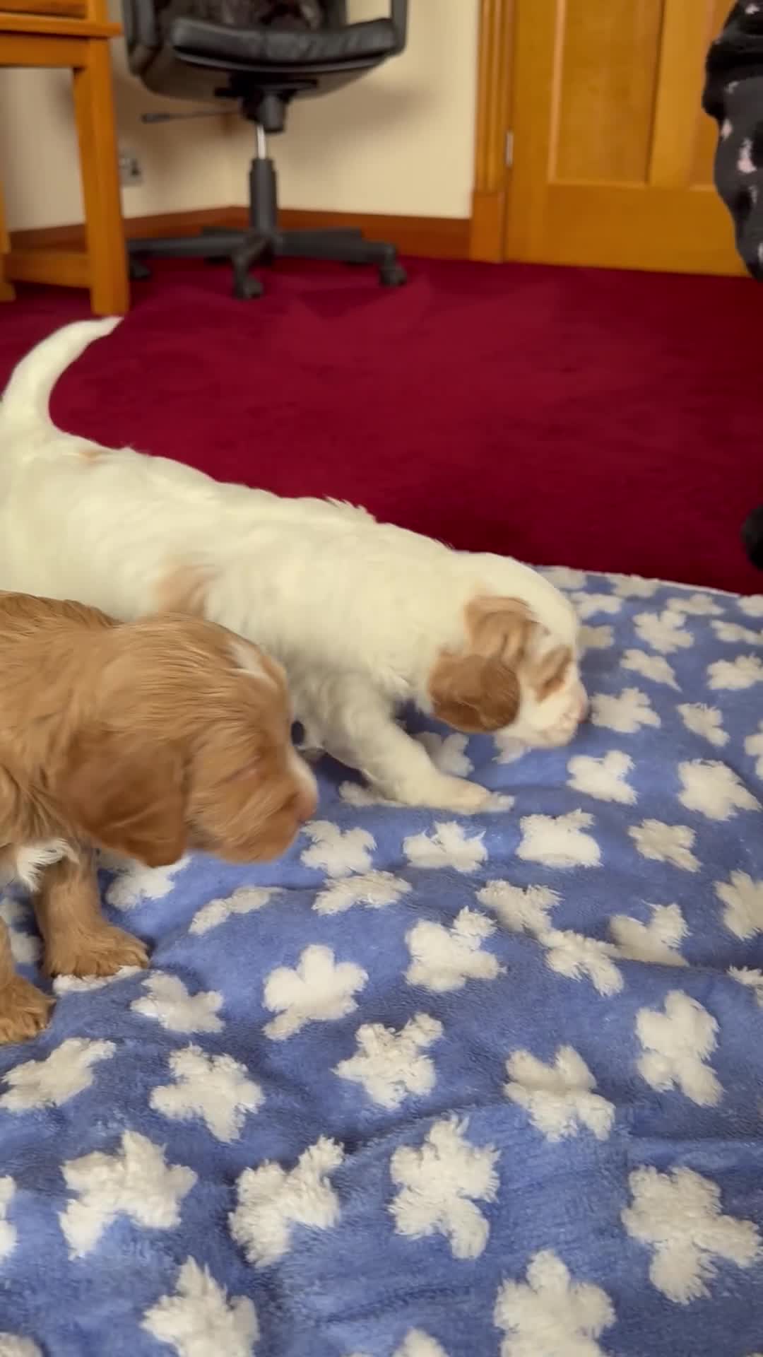 Cockapoo dogs for sale: F1 SHOW COCKAPOOS - Video 2