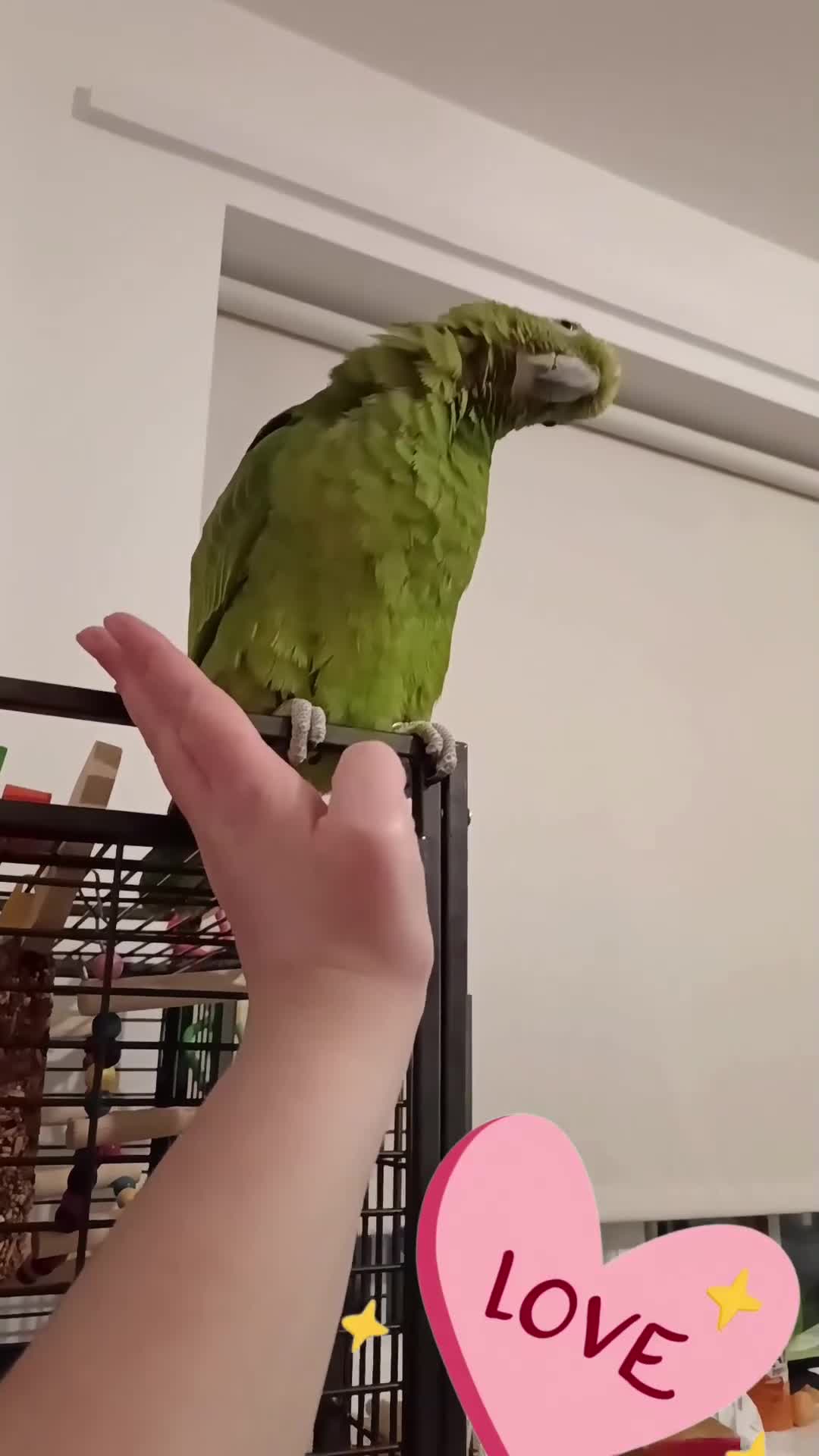 Parrots birds for sale: Tame Yellow fronted amazon  in Lytham Saint Annes - Video 1