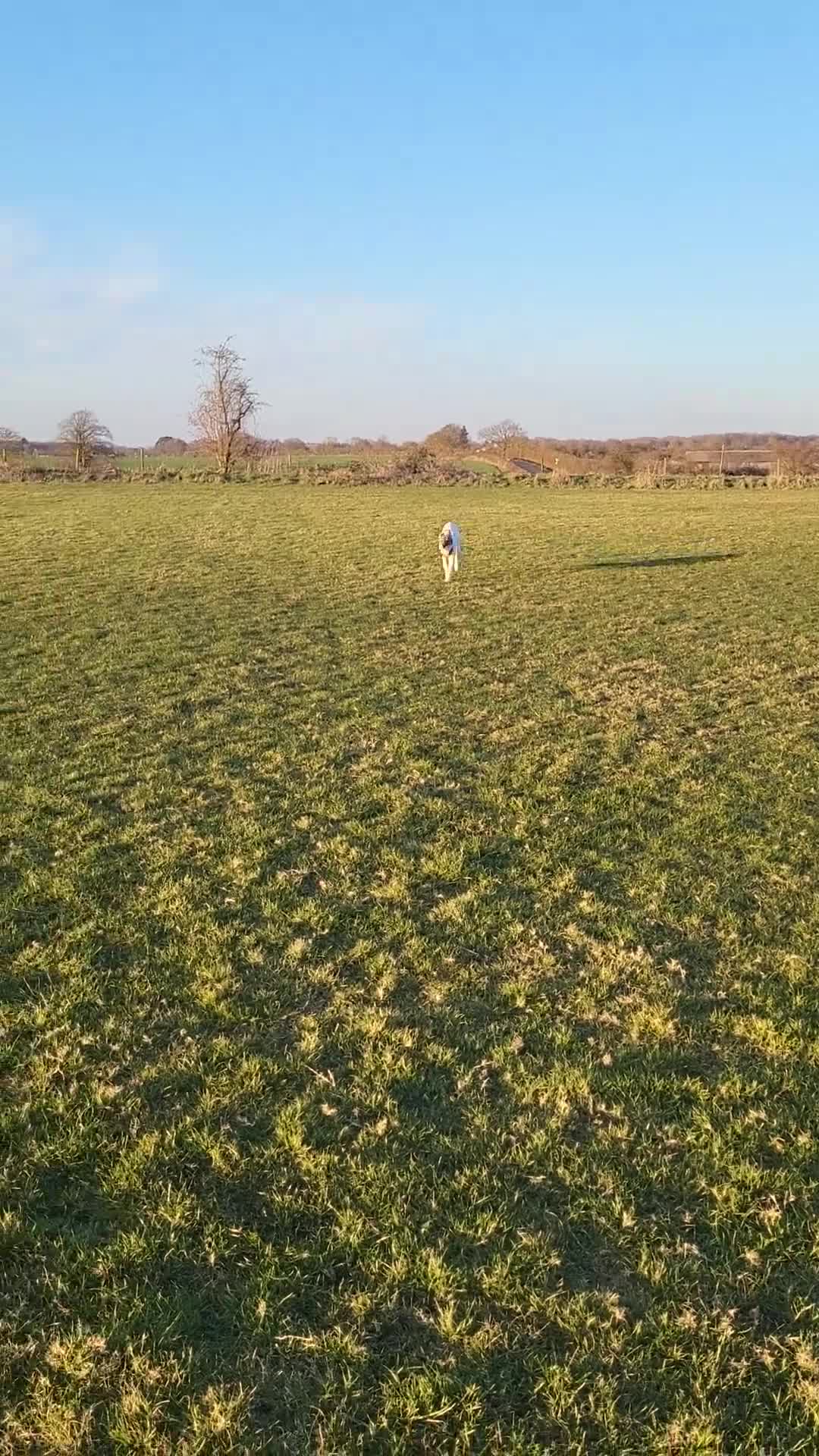 Siberian Husky dogs for sale: Our amazing Siberian Husky "Rocky" - Video 1