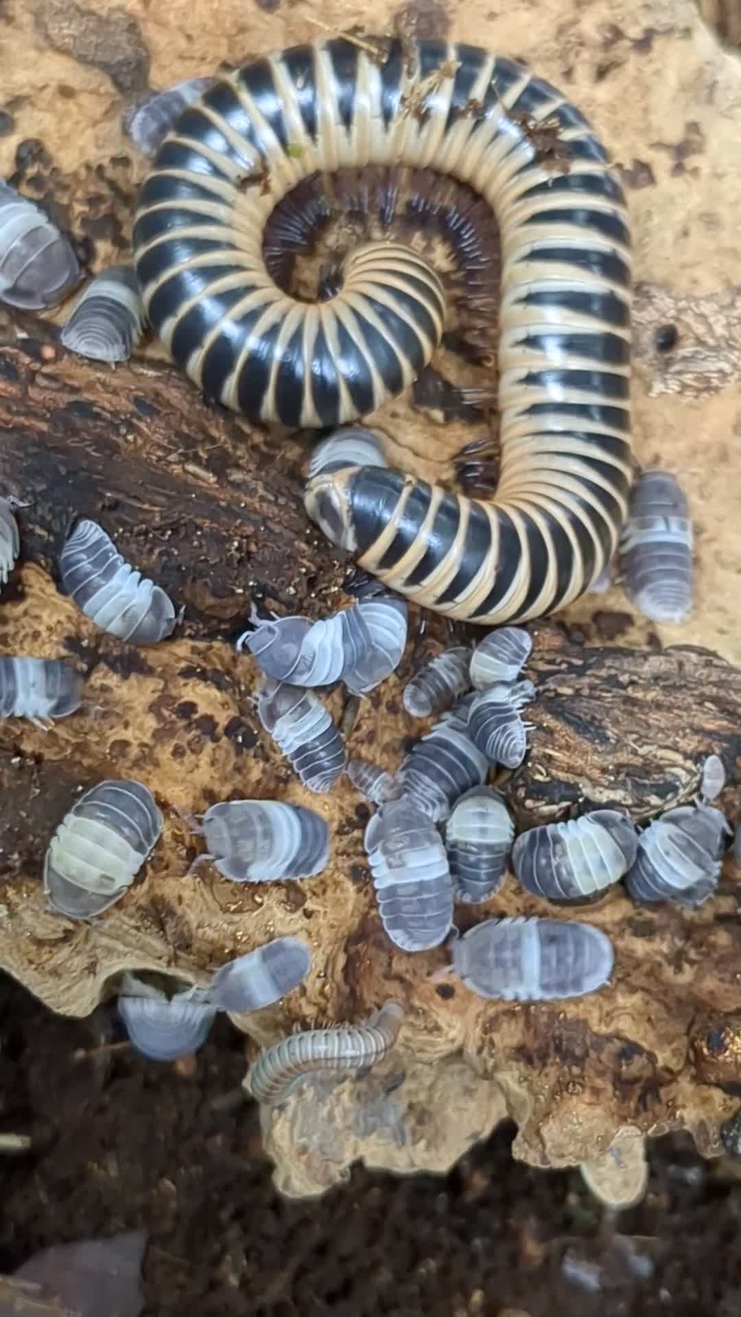 Isopods invertebrates for sale: Panda King Isopods  - Video 1