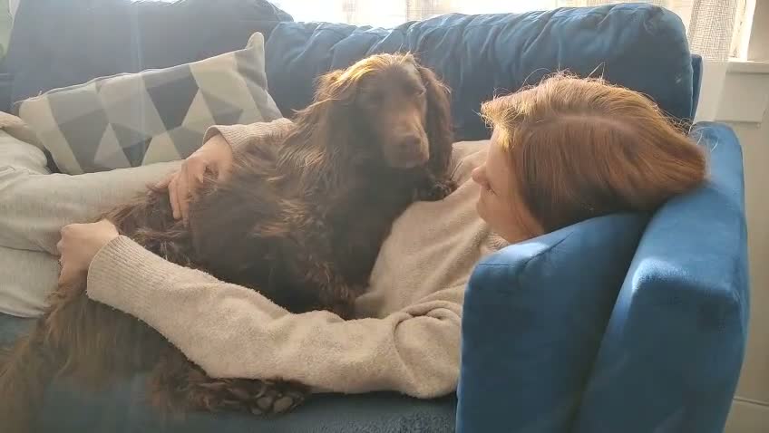 Cocker Spaniel dogs for adoption: CORRIE Foster-to-Adopt Cornwall/Devon/SomersetBord - Video 1