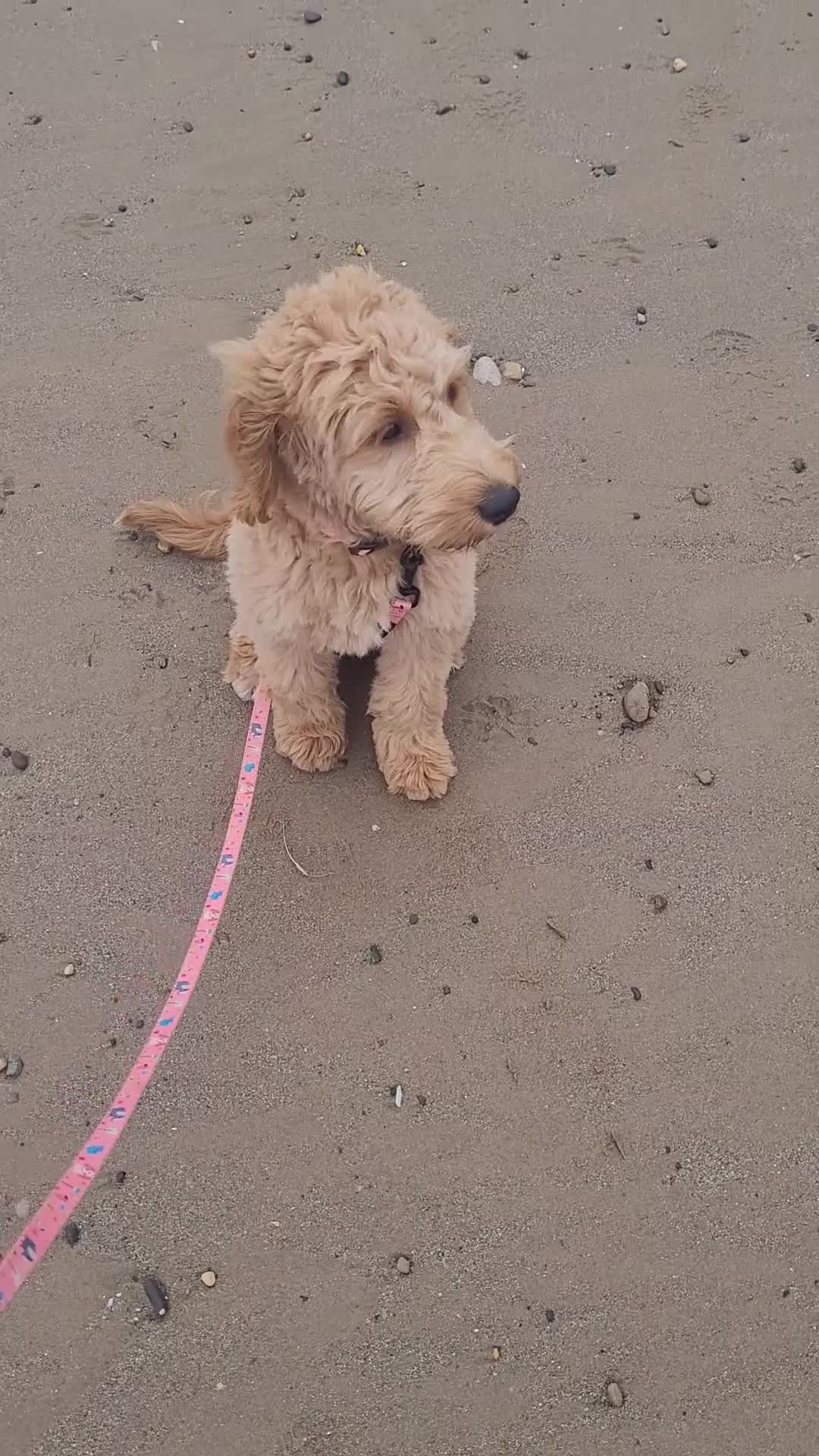 Goldendoodle dogs for sale: Goldendoodle female seeks fab new home - Video 1