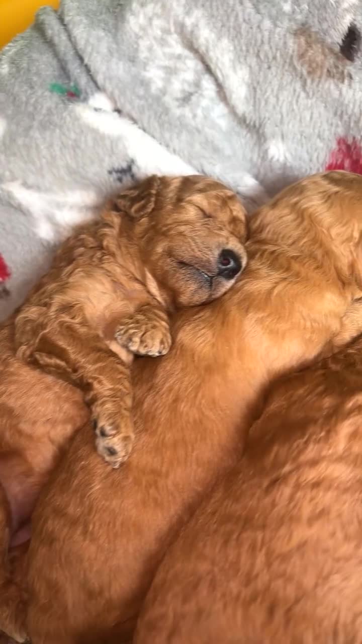 Miniature Poodle dogs for sale: 🐶 Miniature Poodle Puppies 🐶 in Holyhead - Video 1