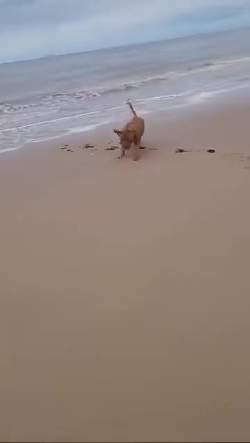 Dogue De Bordeaux dogs for stud: Full pedigree dogue de bourdeaux Stud  Available  - Video 2