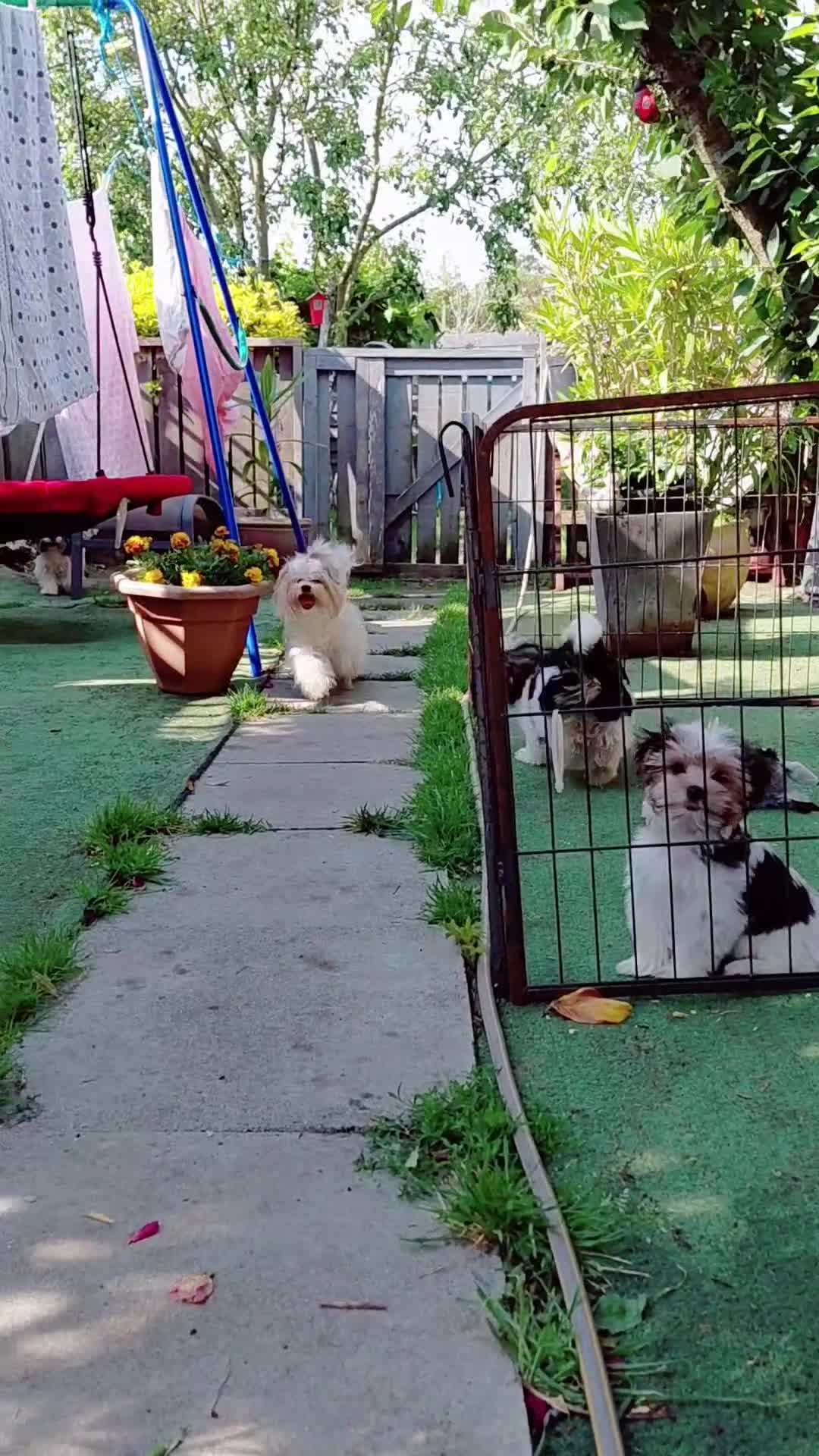 Biewer Terrier dogs for sale: Biewer terrier puppies/white yorkie   in Sittingbourne - Video 1