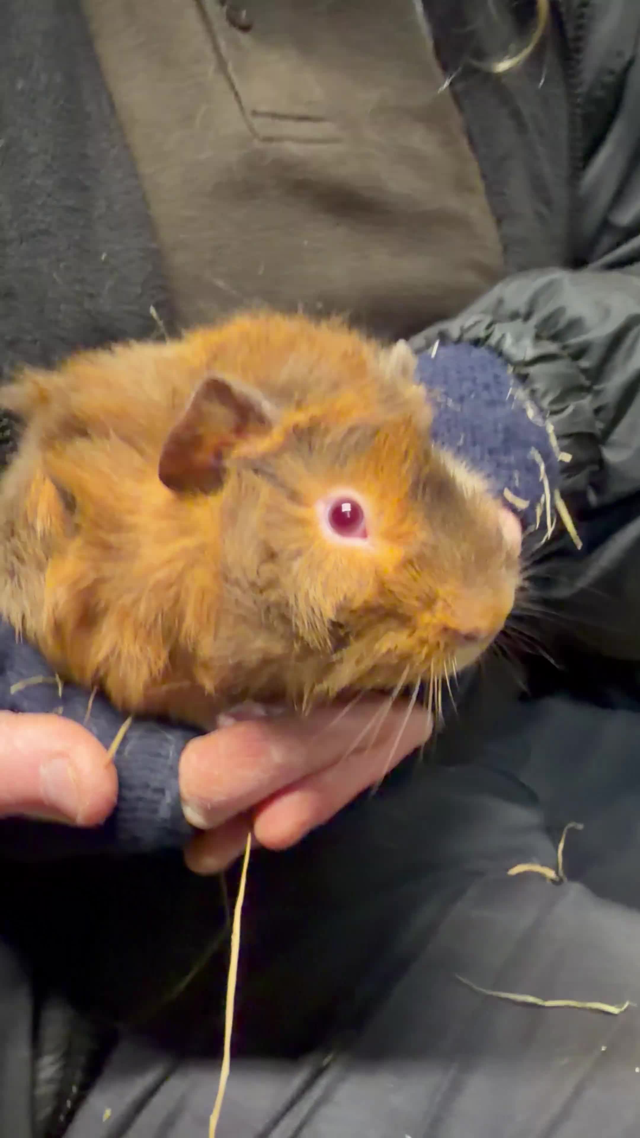 Guinea Pig rodents for sale: Single Boar Guinea Pig 🏠🩵 - Video 1