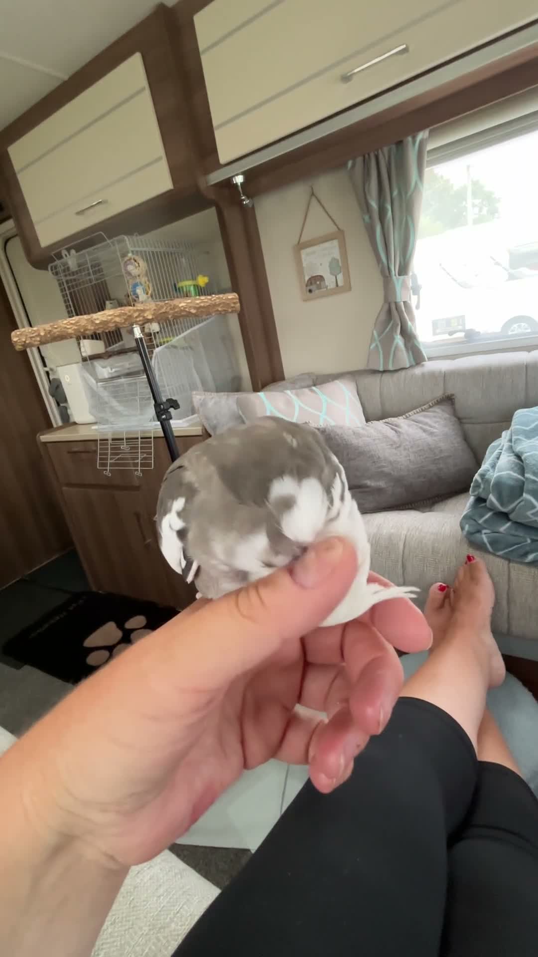 Cockatiels birds for sale: Two hand-reared, exceptionally tame cockatiels - Video 4