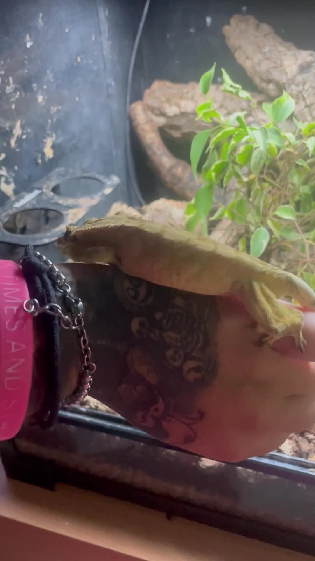 Gecko reptiles for sale: Lilley white male crested gecko  - Video 1