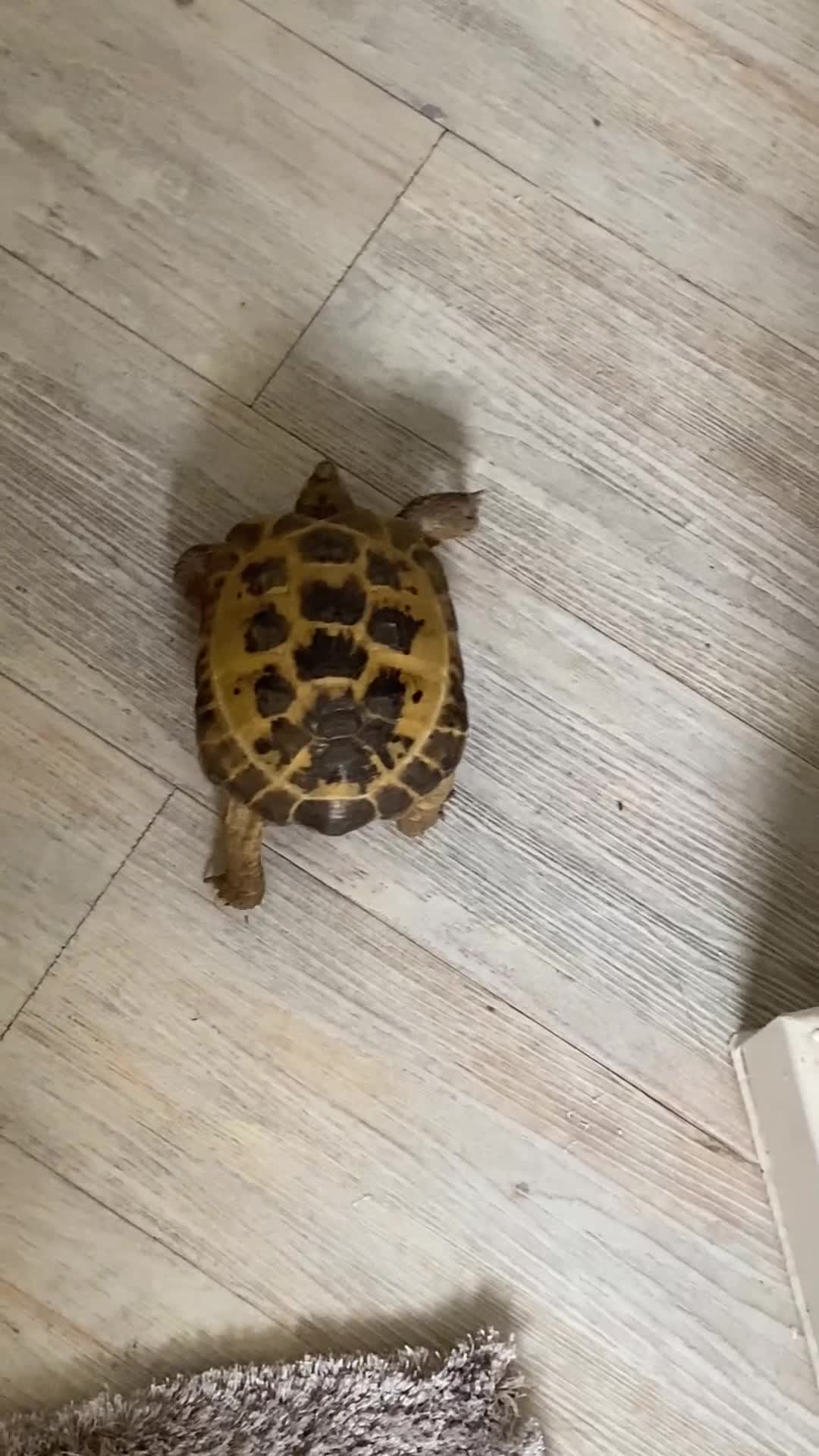 Tortoise reptiles for sale: Horsfield Tortoise and enclosure - Video 1