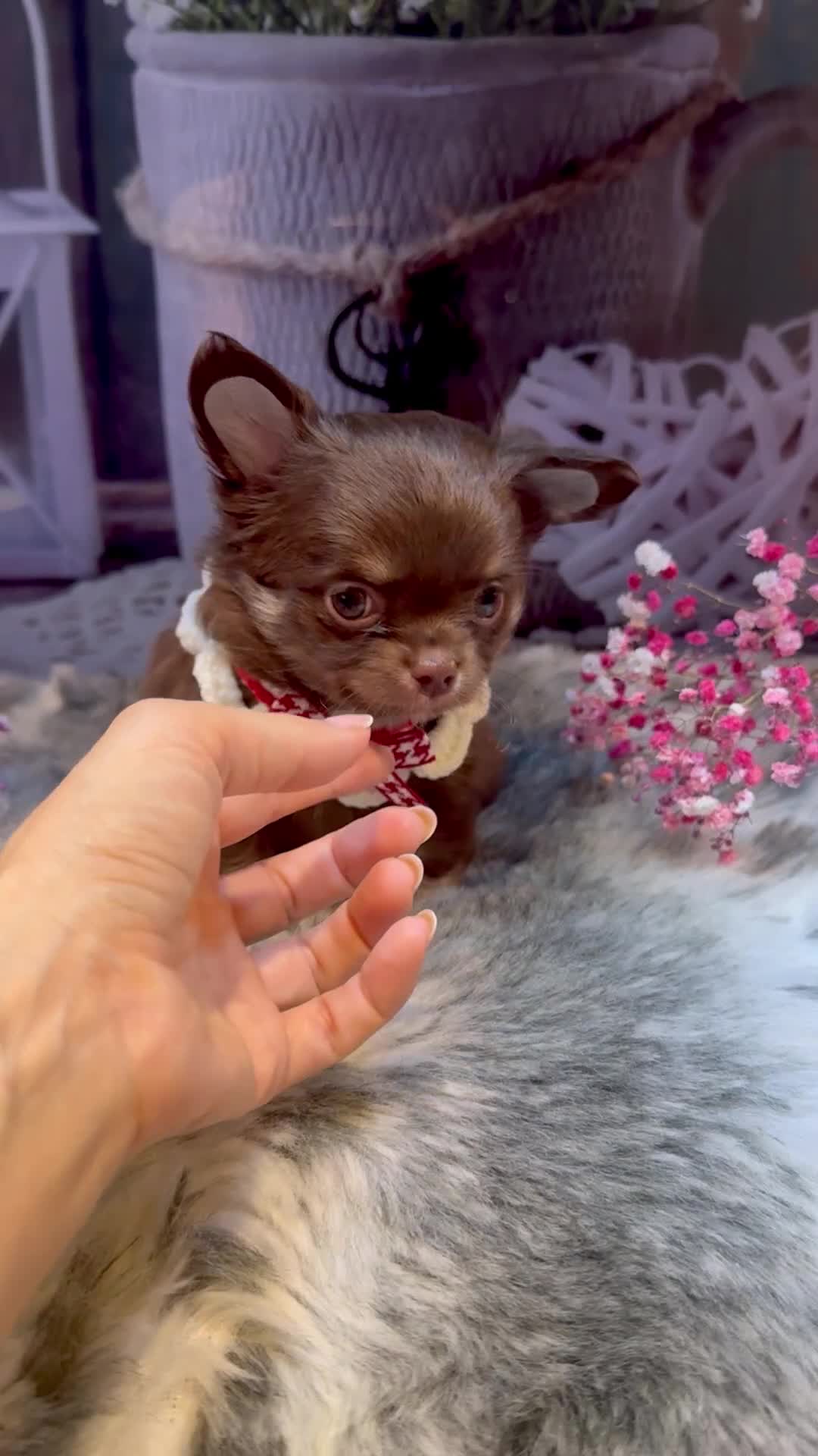 Chihuahua dogs for sale: 🤎💛Exquisite KC LC Chihuahuas🤎💛  - Video 3