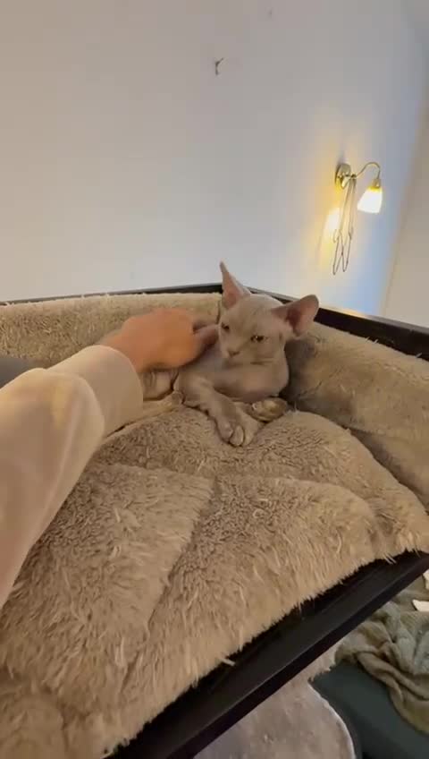 Devon Rex cats for sale: One Liliac boy available in Manchester - Video 2
