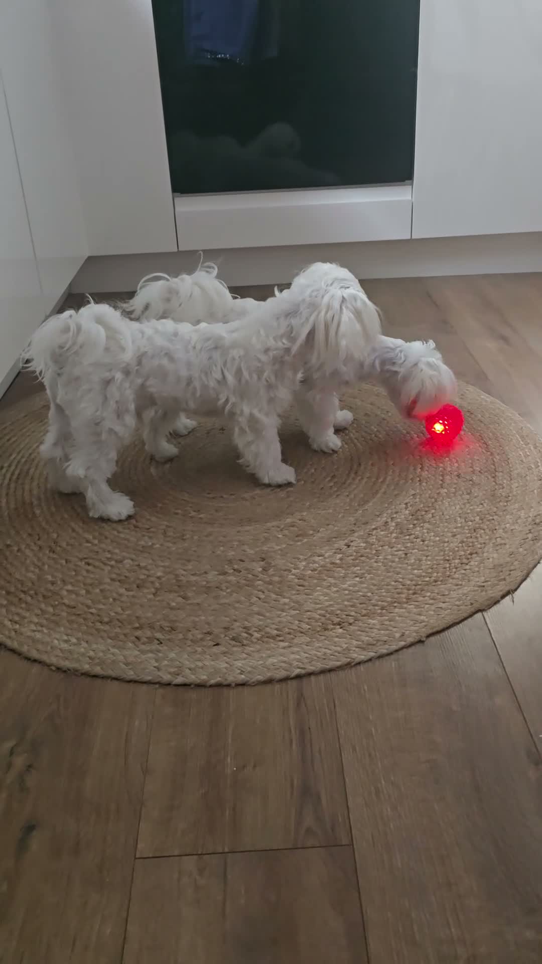 Maltese dogs for sale: Max & Mickey two beautiful Maltese puppies  - Video 1