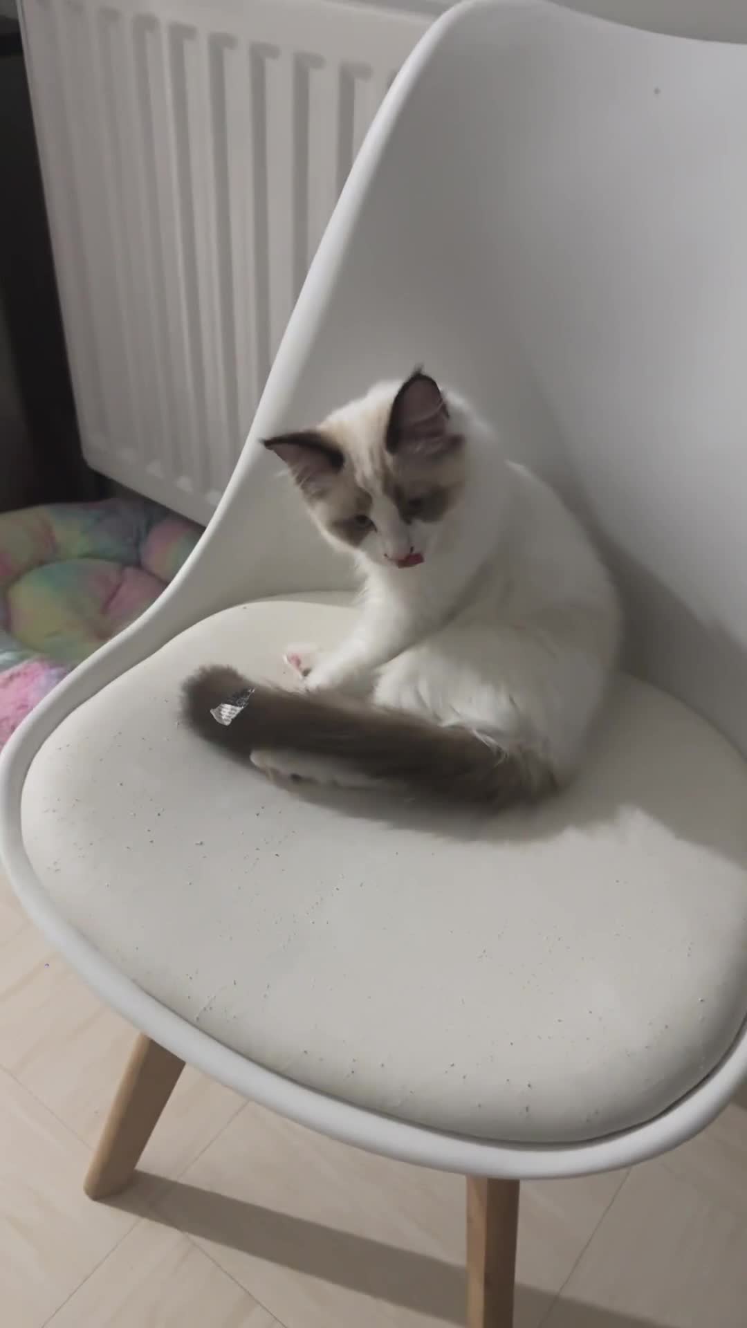 Ragdoll cats for sale: Last Ragdoll Kitten 🐱  - Video 1