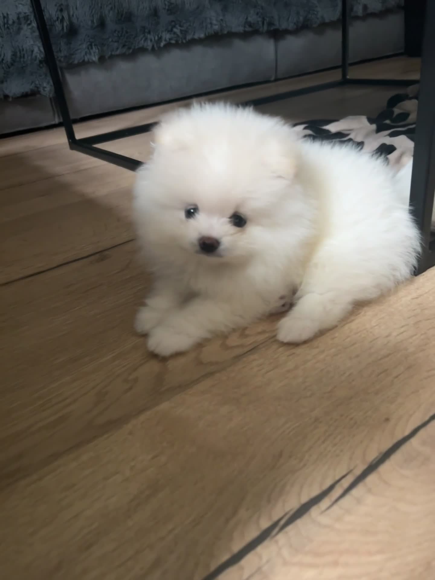 Pomeranian dogs for sale: Adorable White Teddy-Bear Pom Puppies! - Video 2