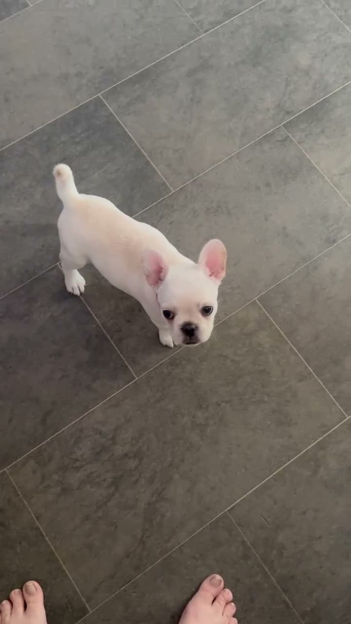 Frug dogs for sale: Beautiful girl  - Video 1