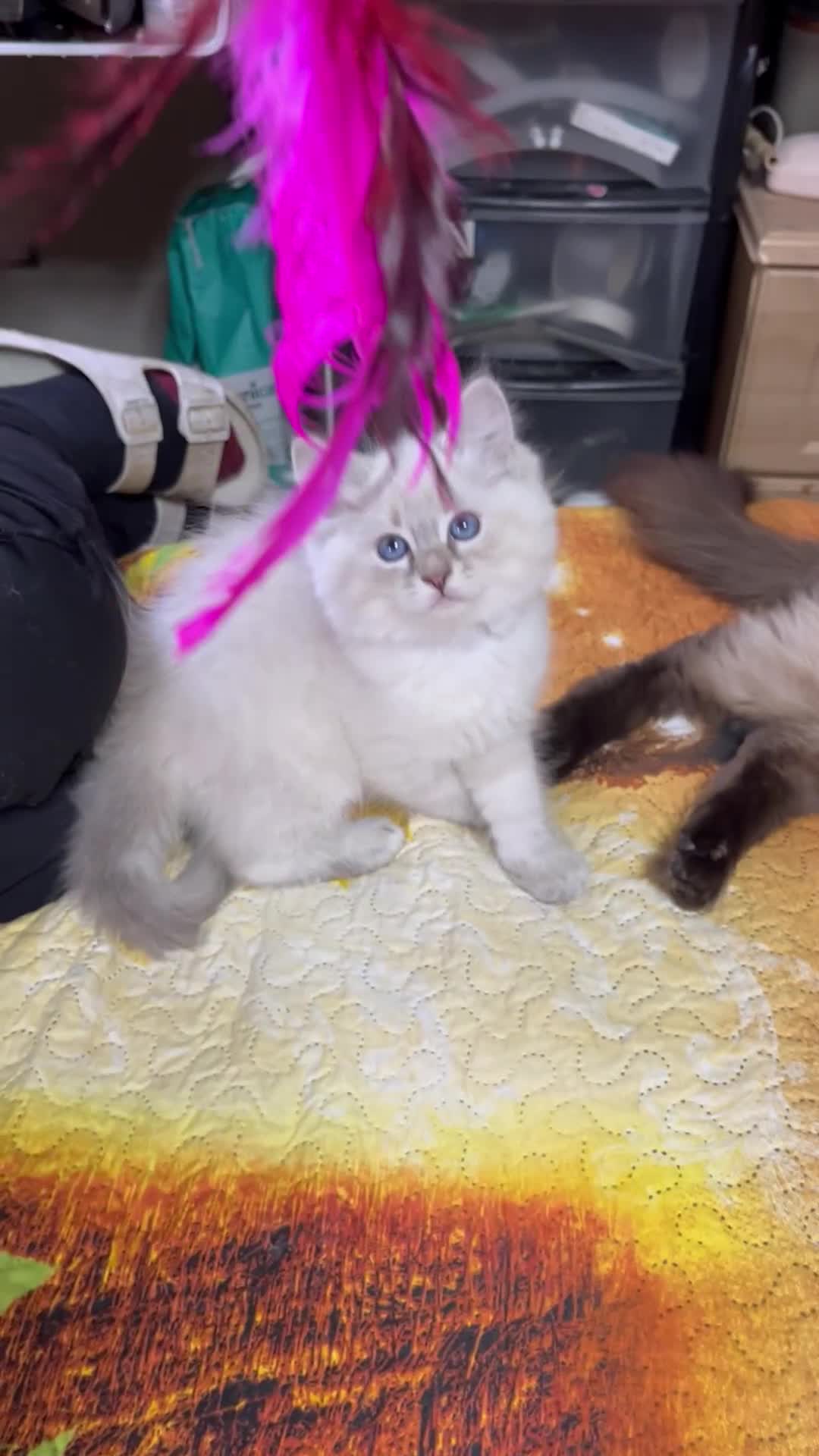 Ragdoll cats for sale: ❗️❤️5 Incredibly Beautiful Ragdoll Kittens❤️🐈  - Video 4