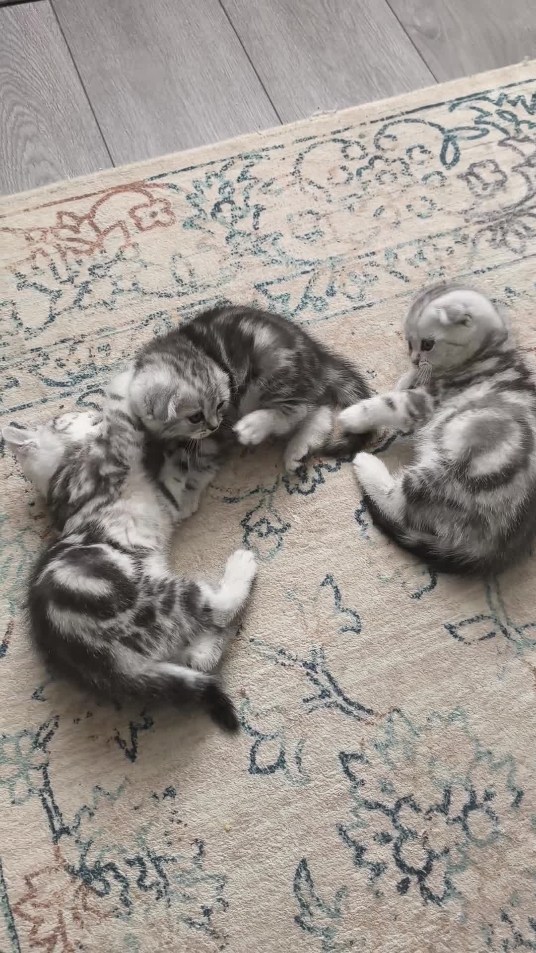 Scottish Fold cats for sale: Scottish Fold & Straight Kittens–Silver Tabby - Video 1