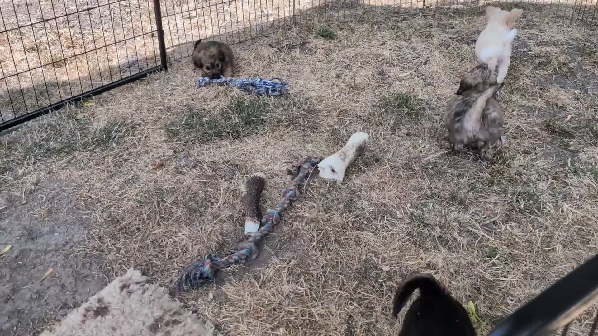 Mixed Breed dogs for sale: 2 blonde girls. Poodle x Biewer Terrier Puppies  - Video 1