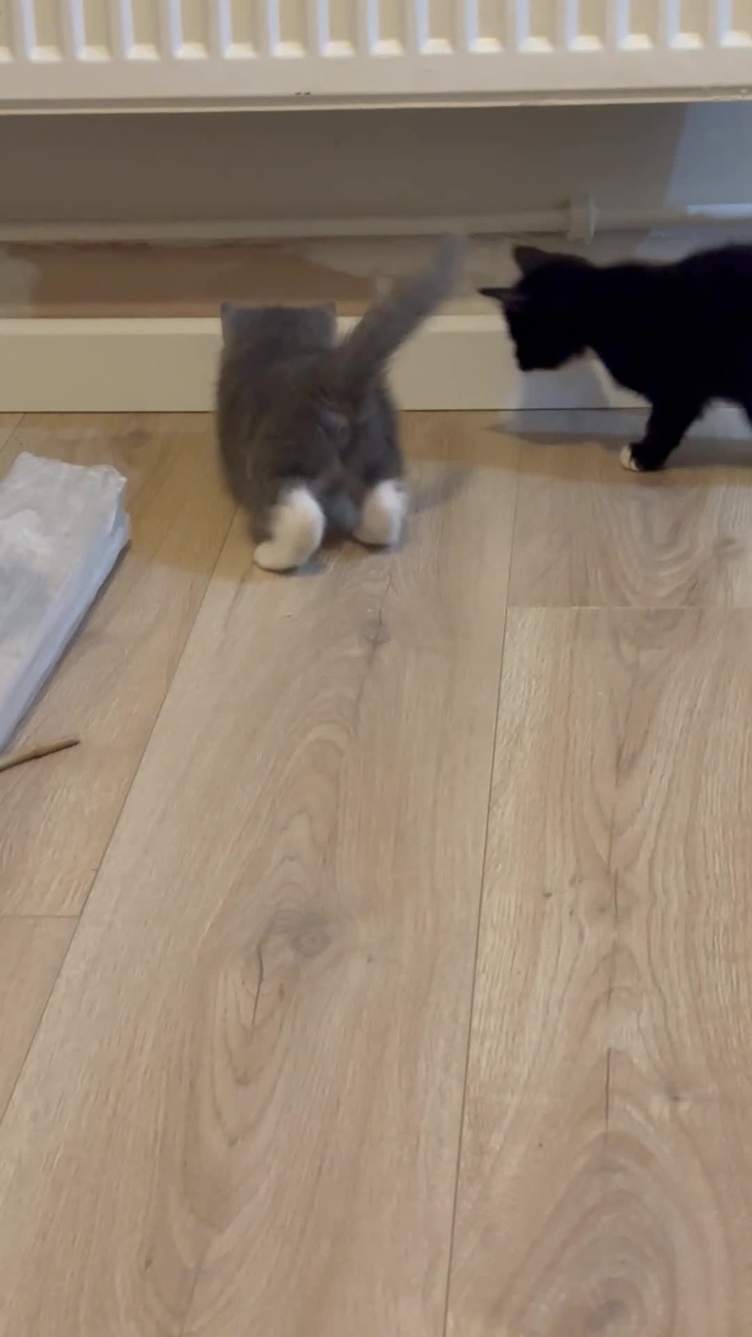 Mixed Breed cats for sale: 4 Adorable Kittens  - Video 1