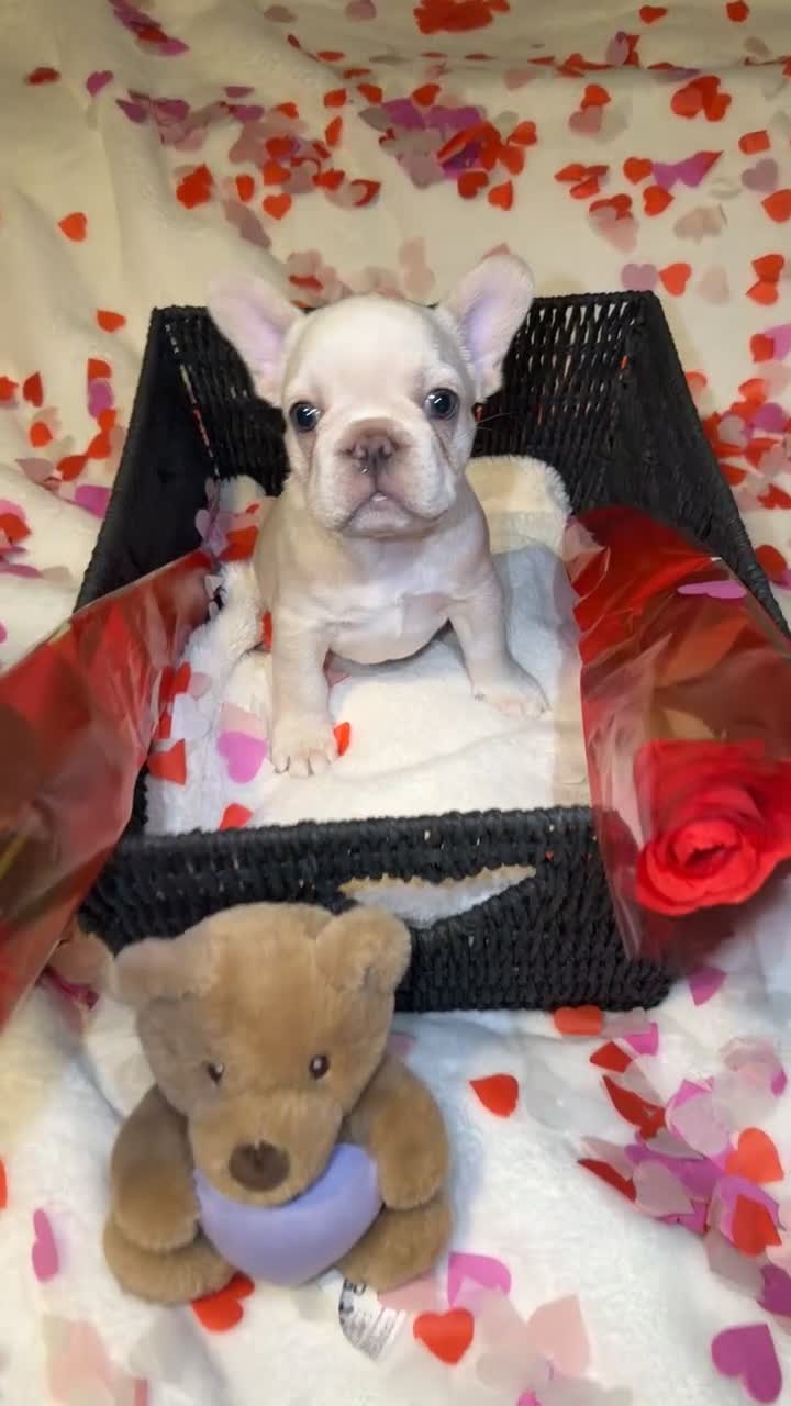 French Bulldog dogs for sale: 5 French bulldogs puppy’s  - Video 3