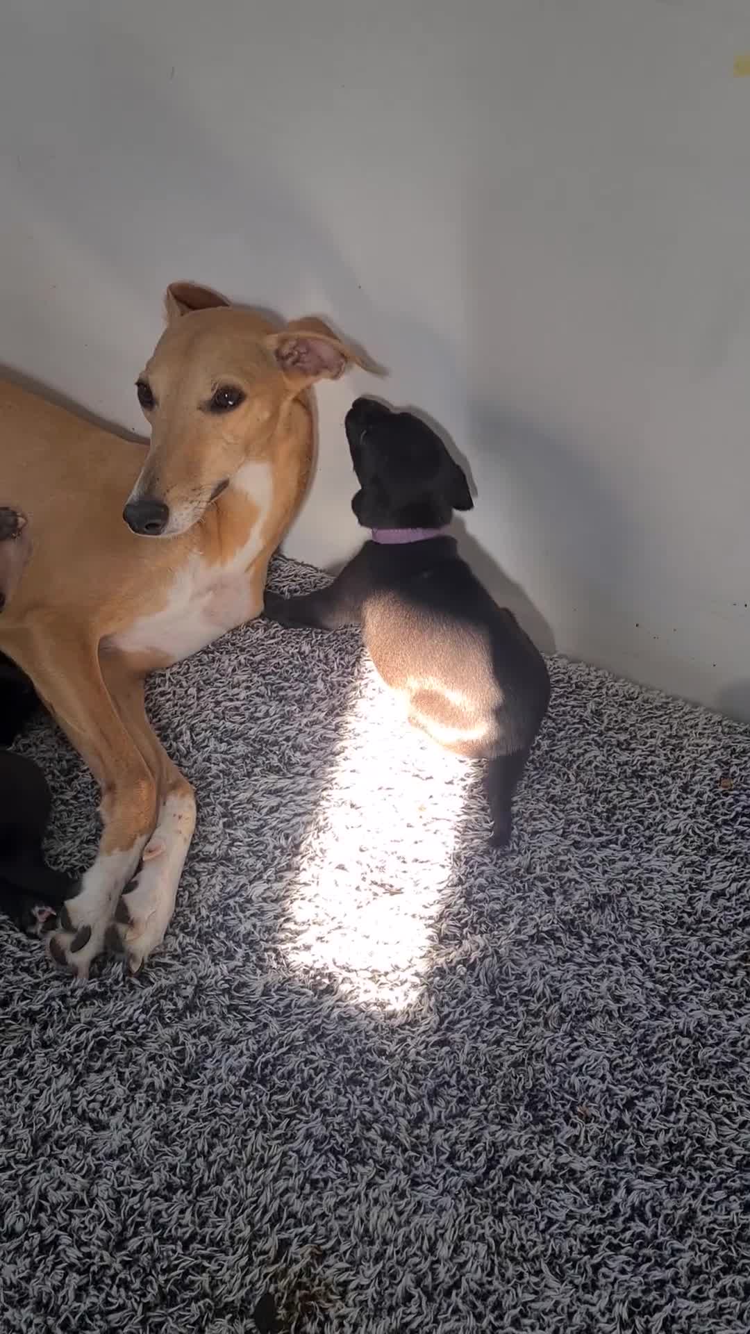 Whippet dogs for sale: KC Registered Whippet Puppies Scotland - Video 1