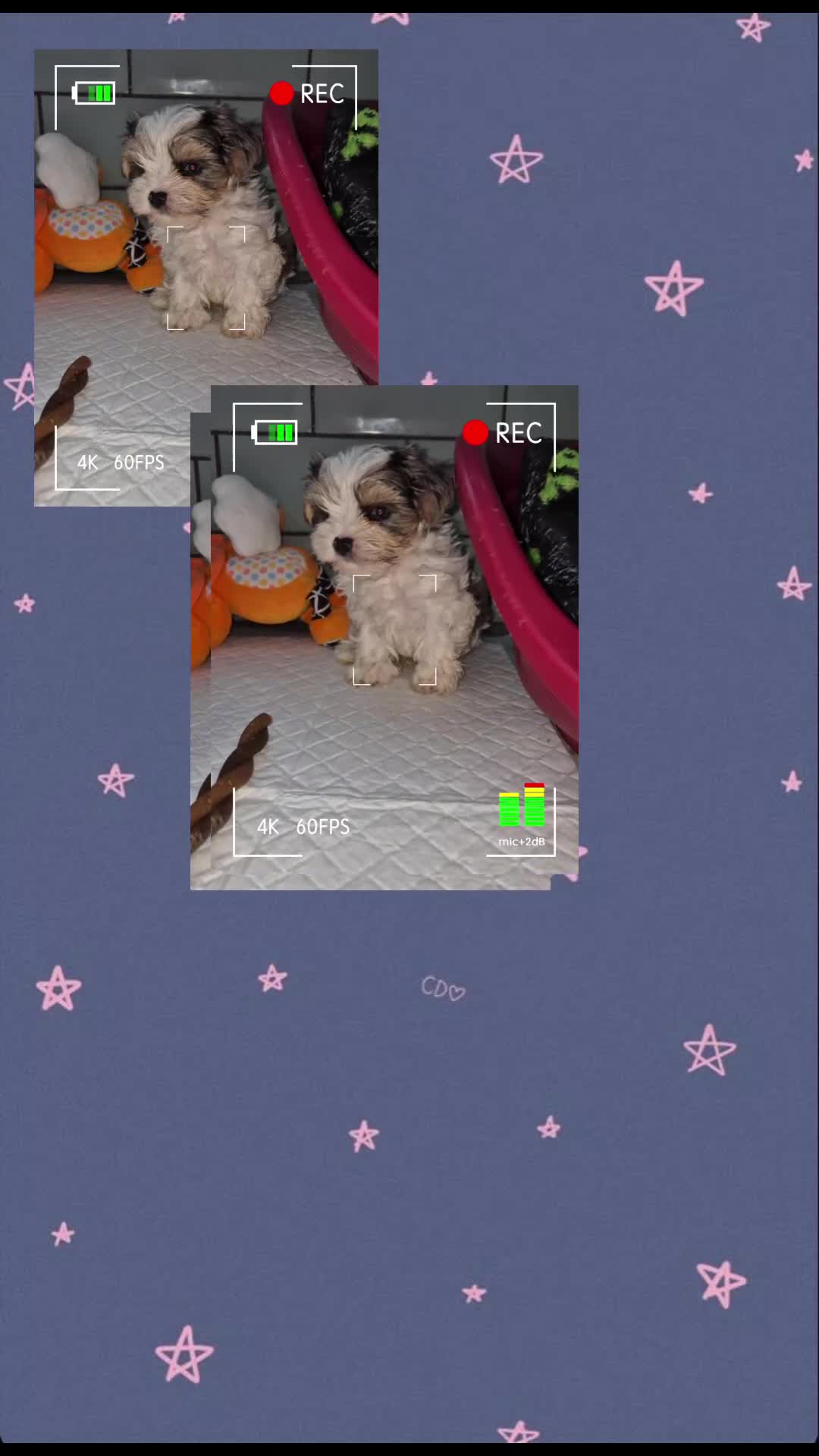 Yorkshire Terrier dogs for sale: Reduced last boy blueberry Yorkshire Terrier  - Video 1