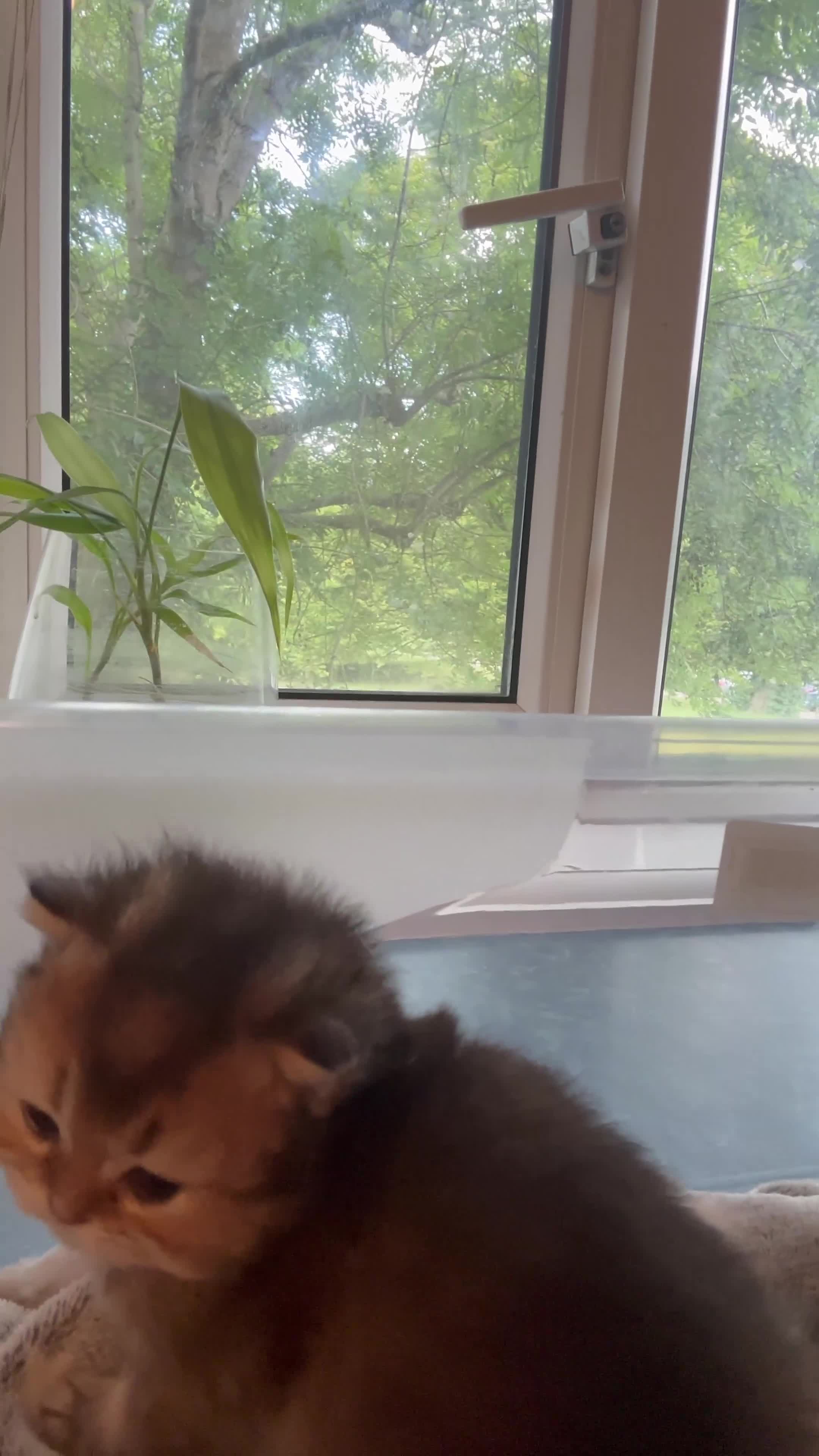 British Longhair cats for sale: Top qualityBritish longhaired kitten white&golden  - Video 3