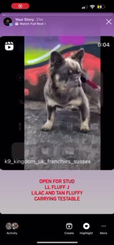 French Bulldog dogs for stud: FLUFFY LILAC TAN FRENCH BULLDOG CARYING TESTABLE in Haywards Heath - Video 2