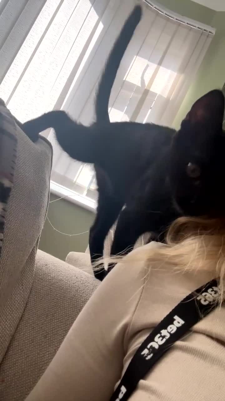 Mixed Breed cats for sale: Black Kitten - Video 2