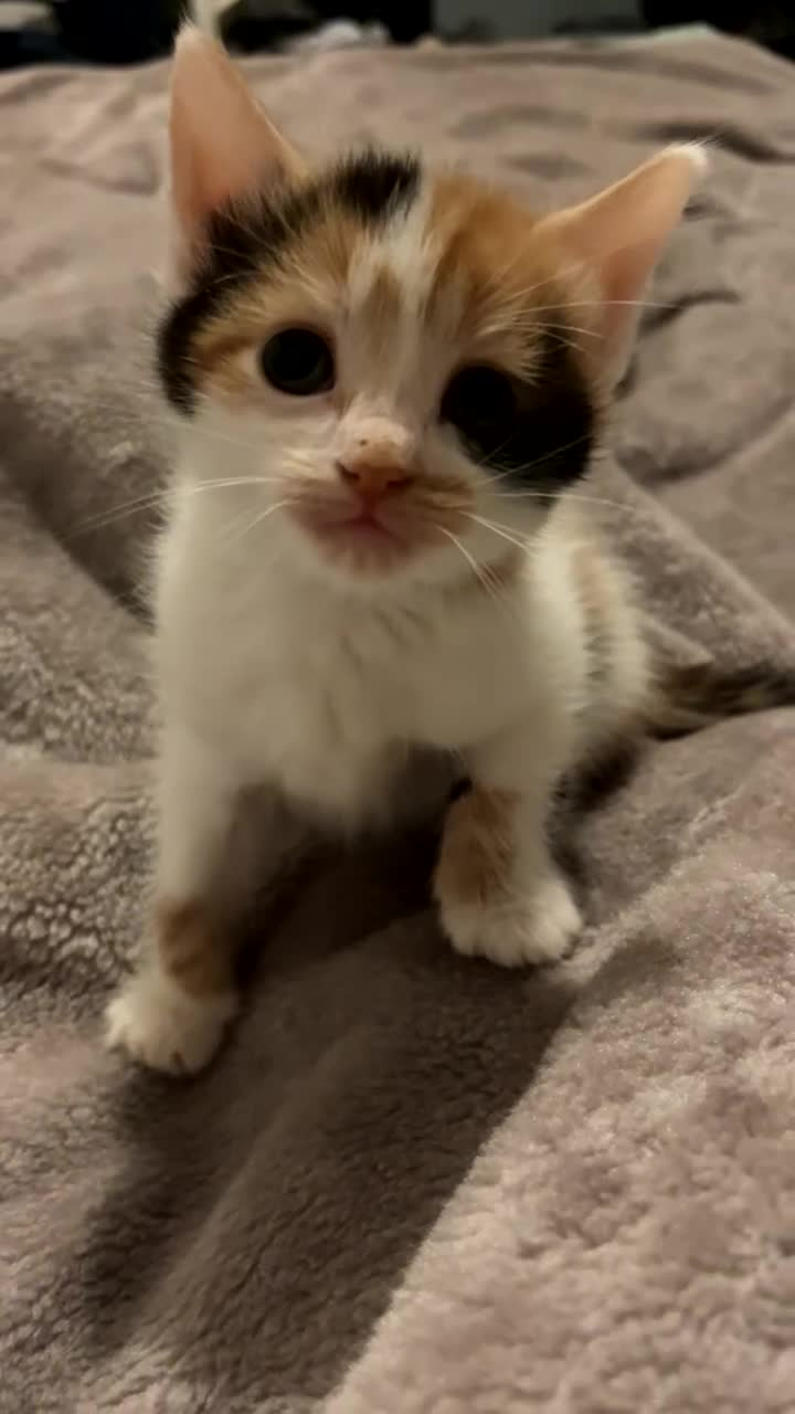 Mixed Breed cats for sale: 3 Adorable and loving Kittens - Video 3