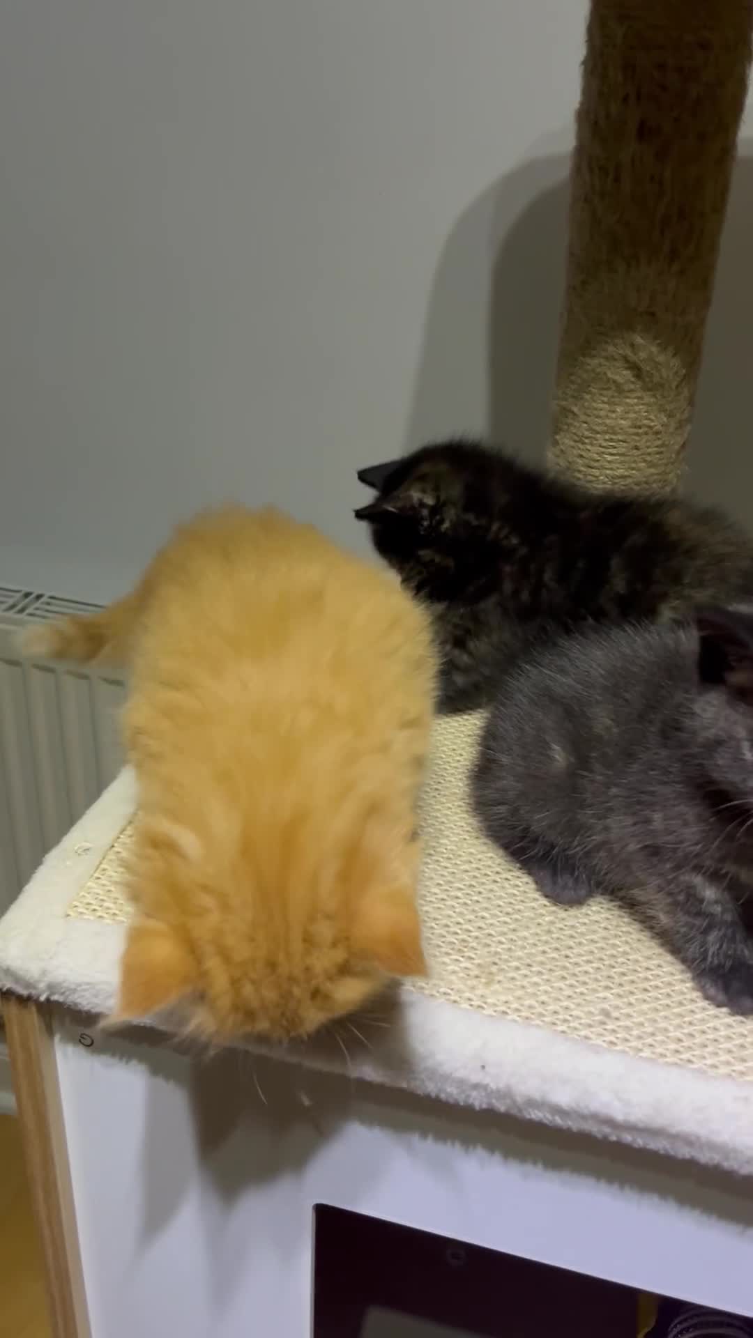 Mixed Breed cats for sale: Kittens  in Hull - Video 1