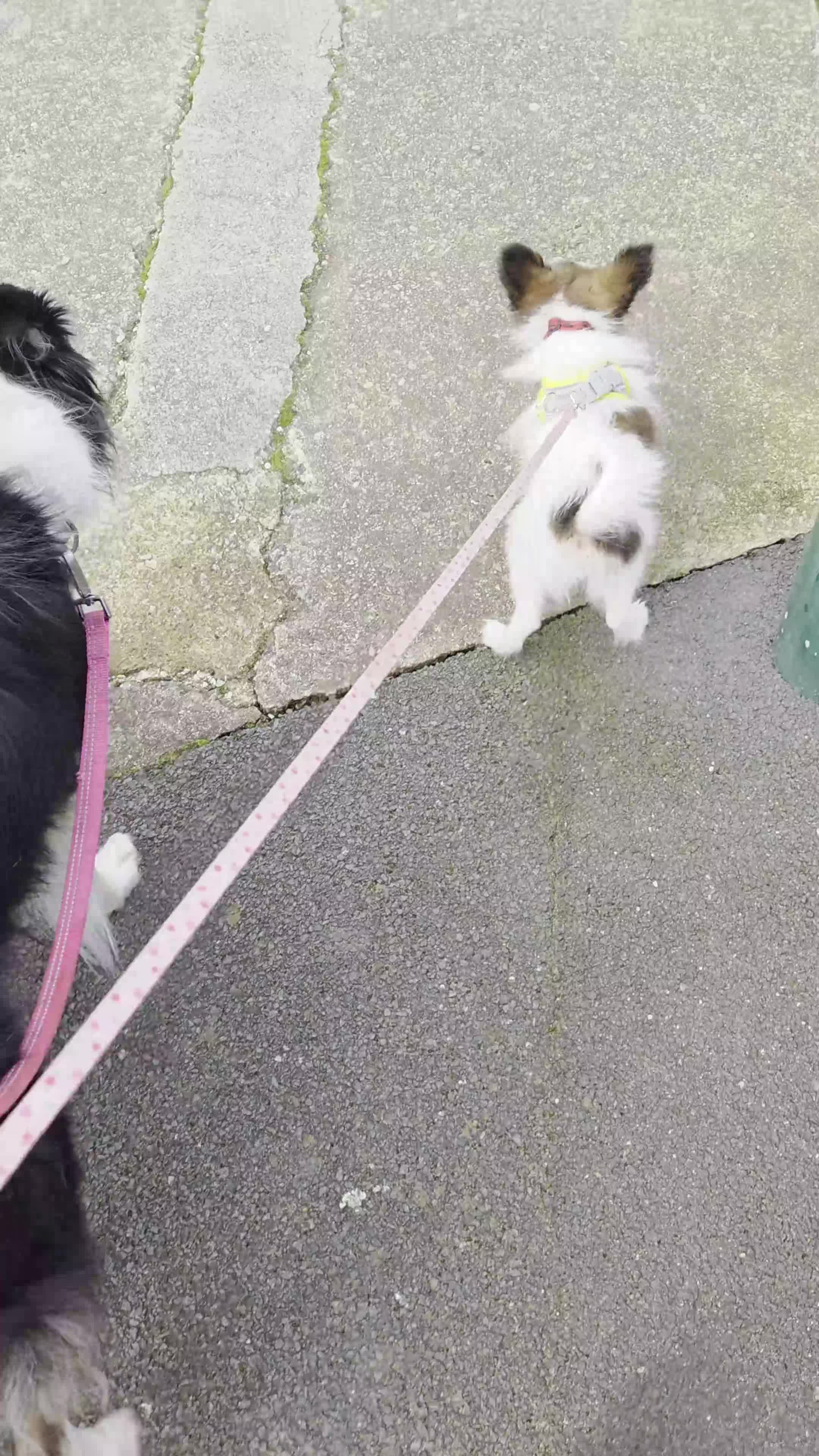 Papillon dogs for sale: Papillon girl - Video 1