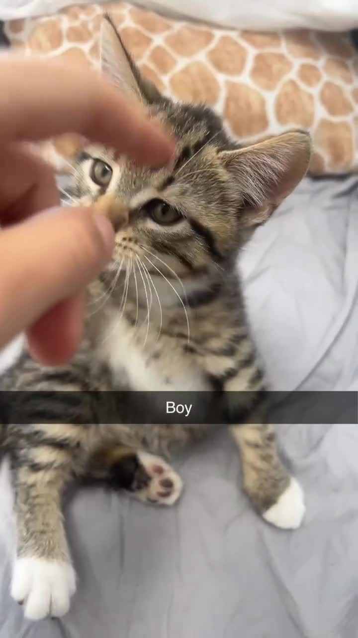 Mixed Breed cats for sale: 3 kittens urgently looking for new home  - Video 1