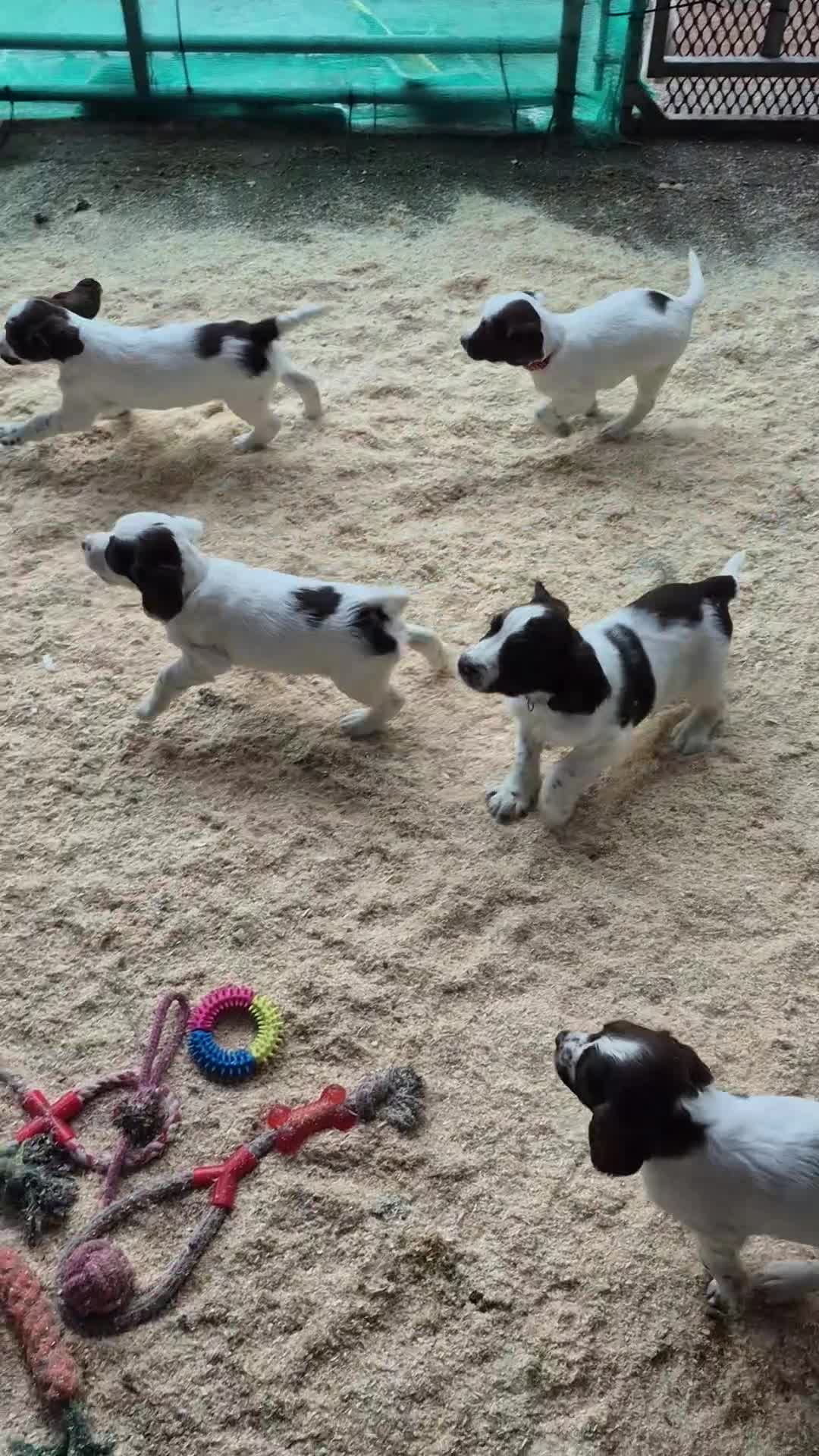 Mixed Breed dogs for sale: Springer spaniel puppies  - Video 2