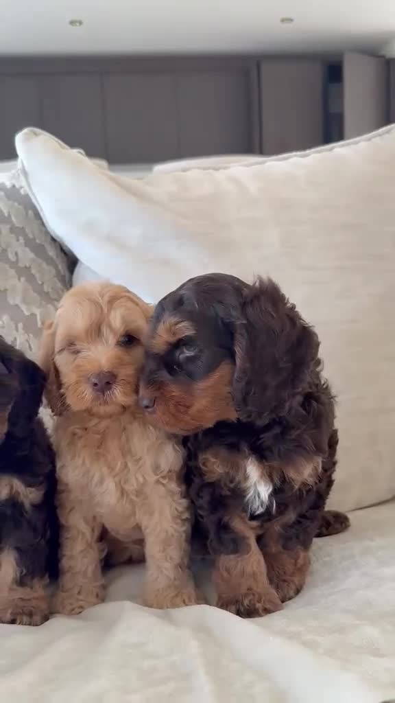 Cockapoo dogs for sale: (REDUCED) Chocolate and tan wrapped in cream  - Video 1