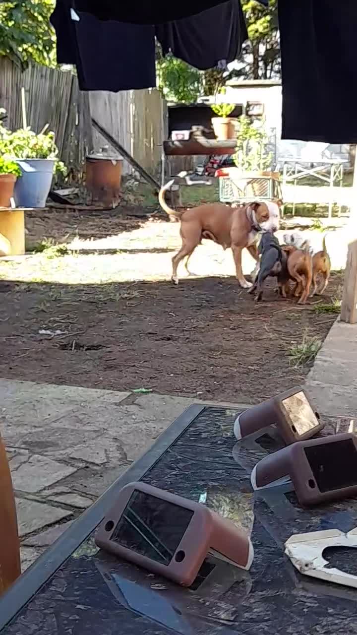 American Bull Staffy dogs for sale: 4 BEAUTIFUL PUPPIES - Video 1