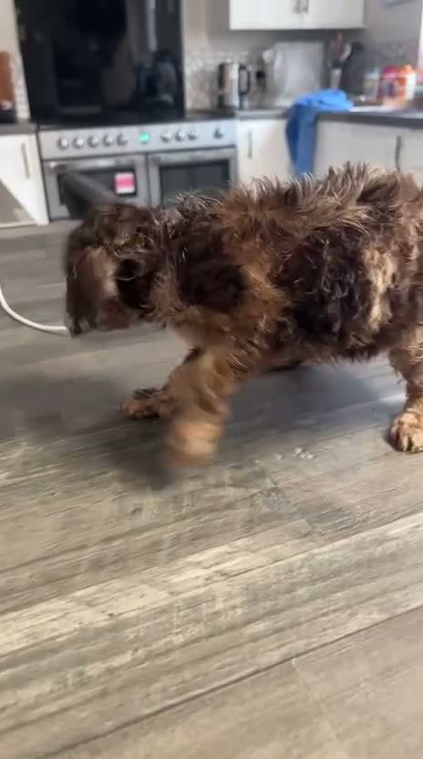 Cockapoo dogs for sale: F2 cockerpoo puppys - Video 4