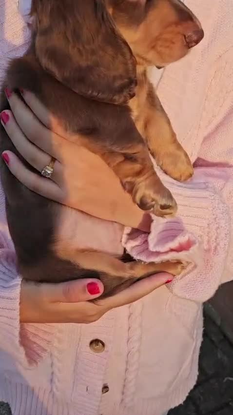 Miniature Dachshund dogs for sale: Beautiful Long-Haired Miniature Dachshund Puppies  - Video 1