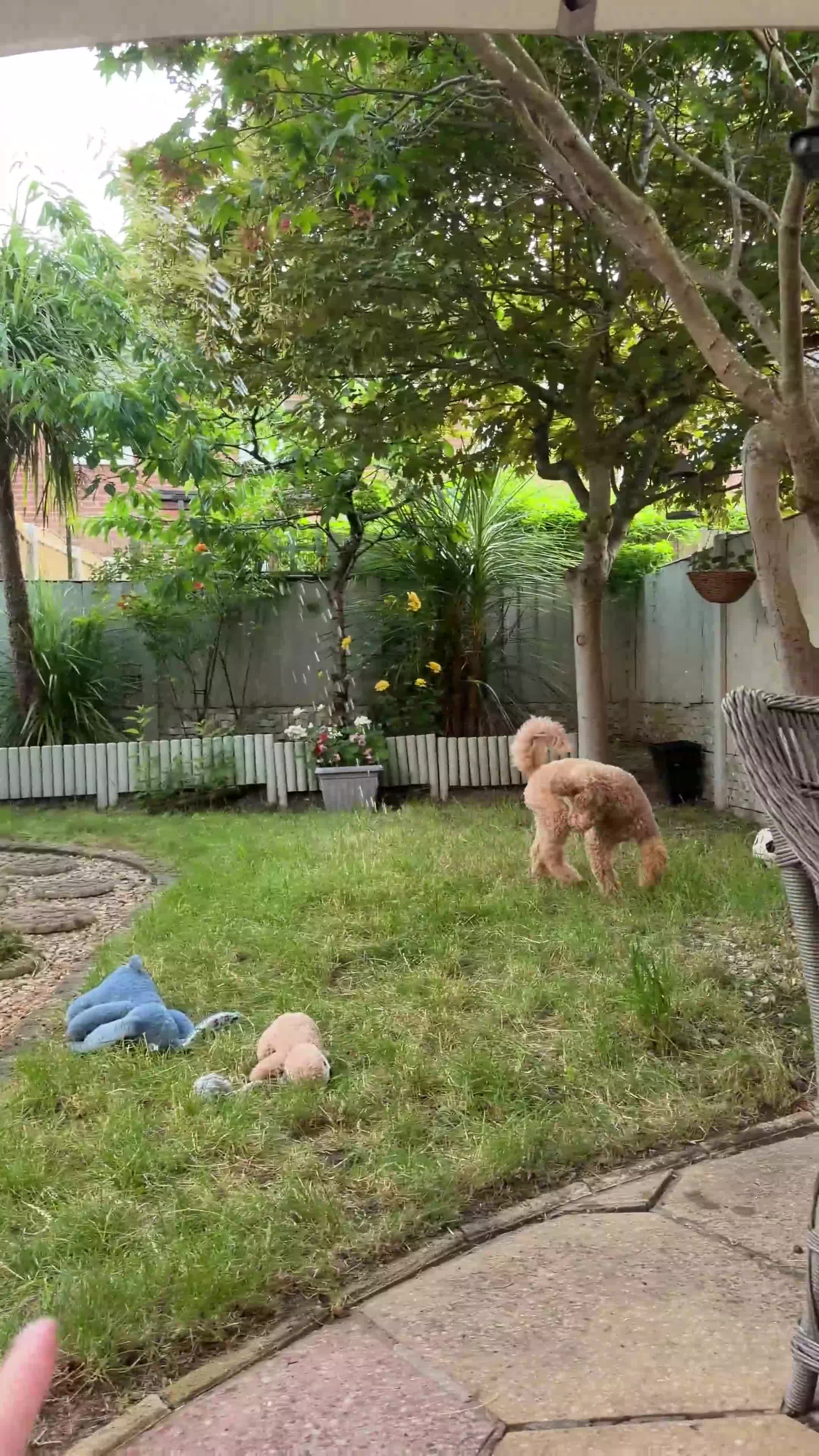 Labradoodle dogs for stud: Teddy mini labradoodle  in Liverpool - Video 1