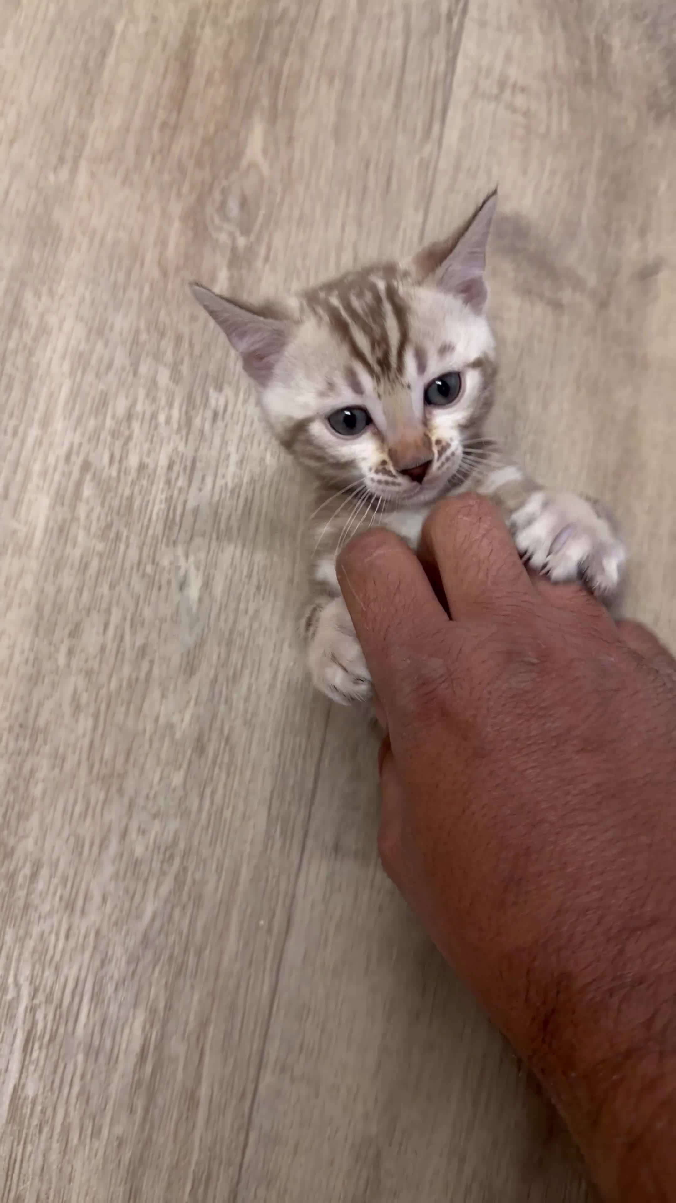 Bengal cats for sale: Rare Bengal colours - 3 Girls  - Video 4
