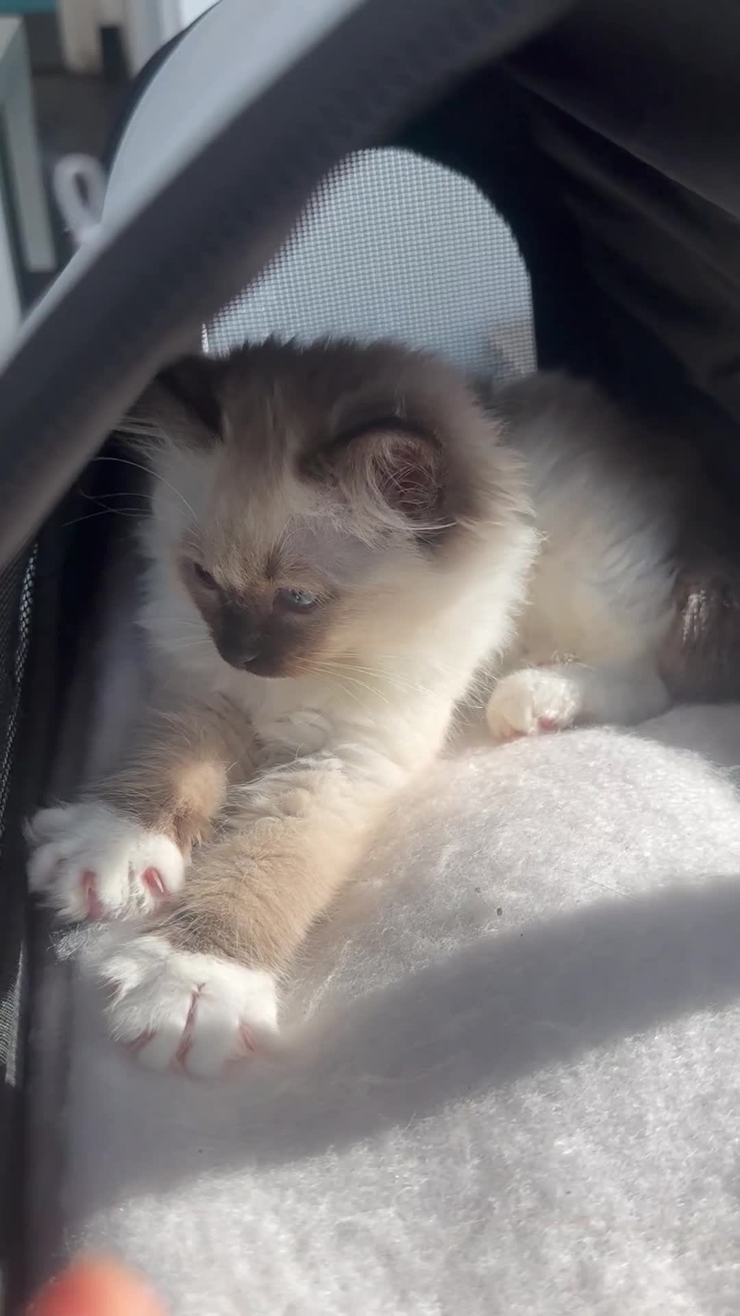 Ragdoll cats for sale: Lovely kitten ready for her forever home 🩷 - Video 2