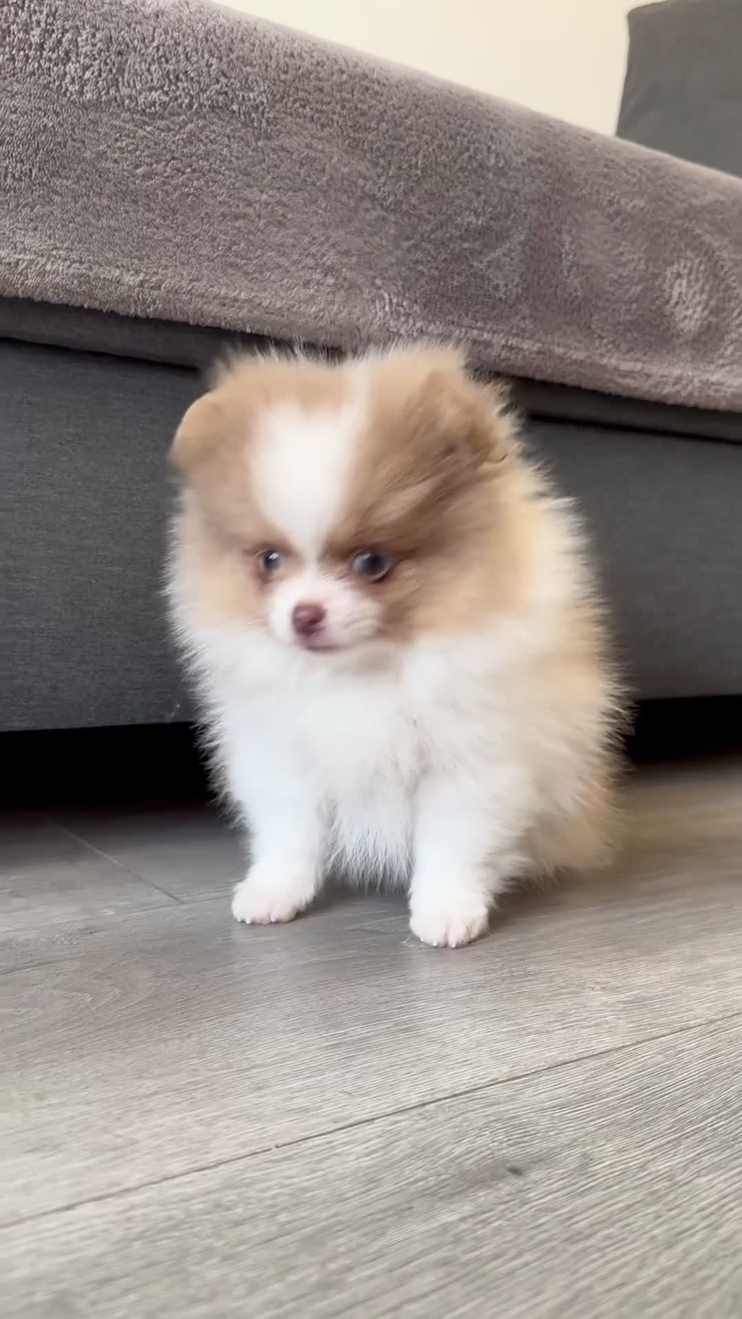Pomeranian dogs for sale: ✨🐾 Exceptional KC Pom Boy Rare Isabella Parti💖 - Video 1