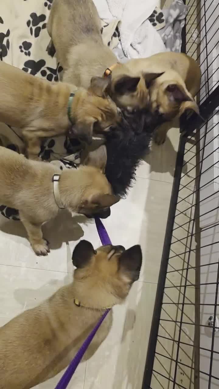 Belgian Shepherd Dog dogs for sale: Belgian malinois  - Video 1