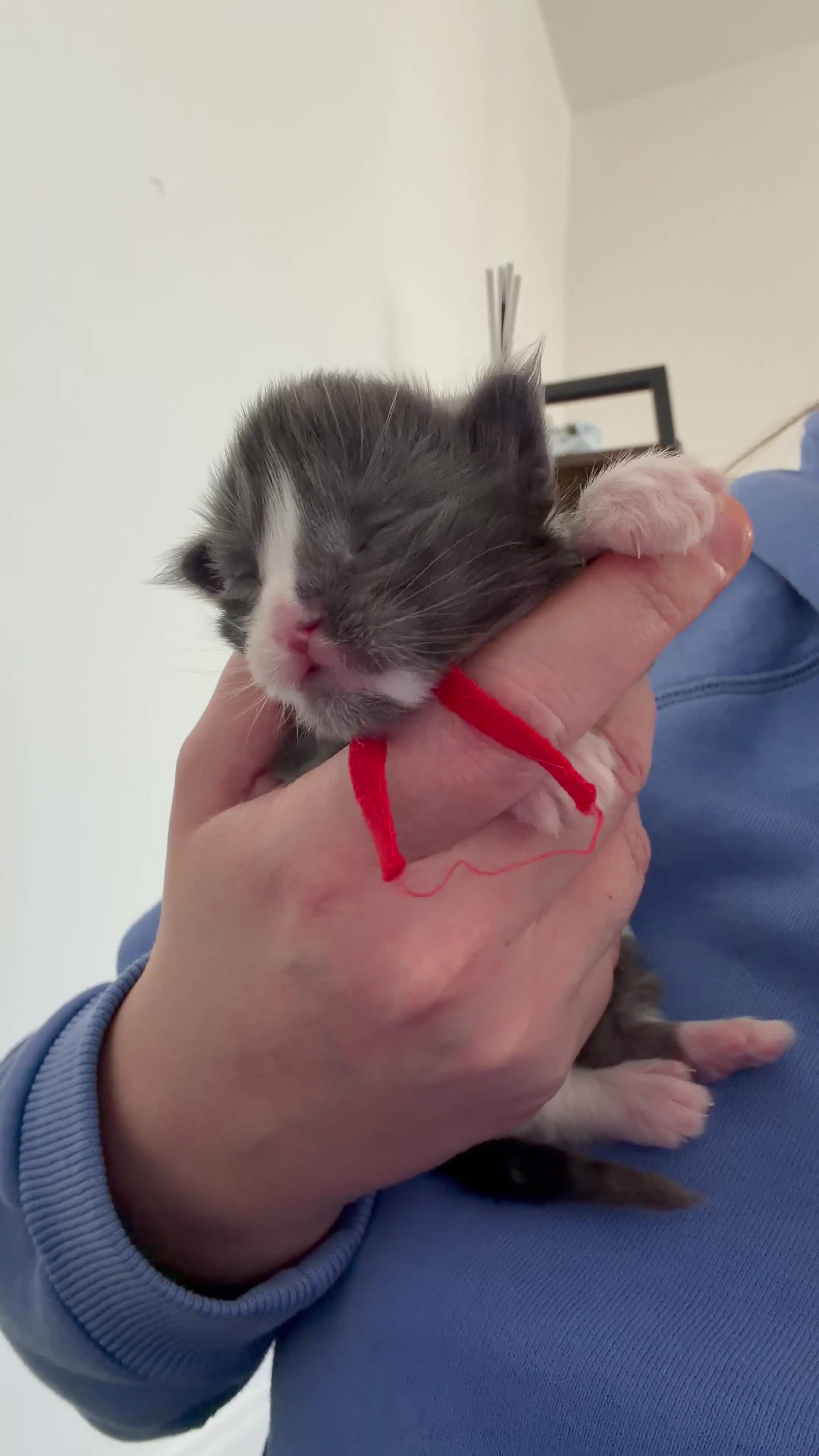 Maine Coon cats for sale: 2 last gorgeous boys - Video 1